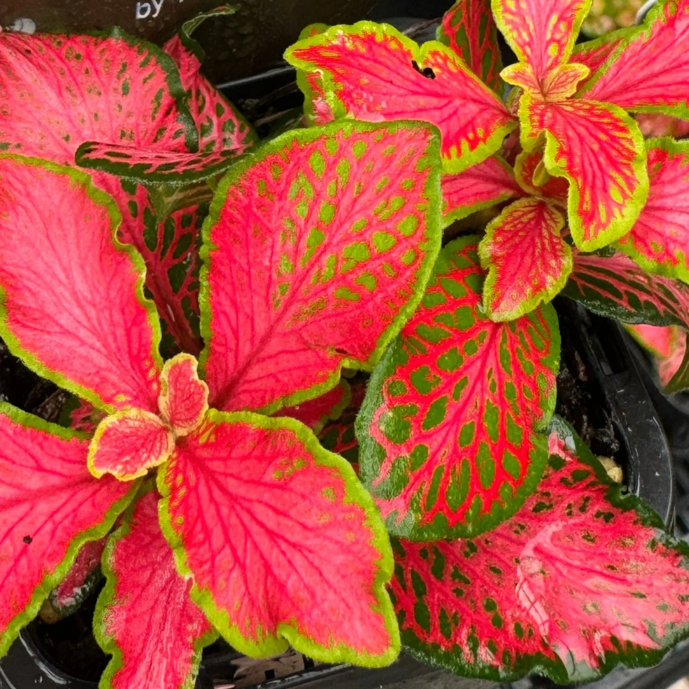 Fittonia 'Paradisian Inferno' - Image 5