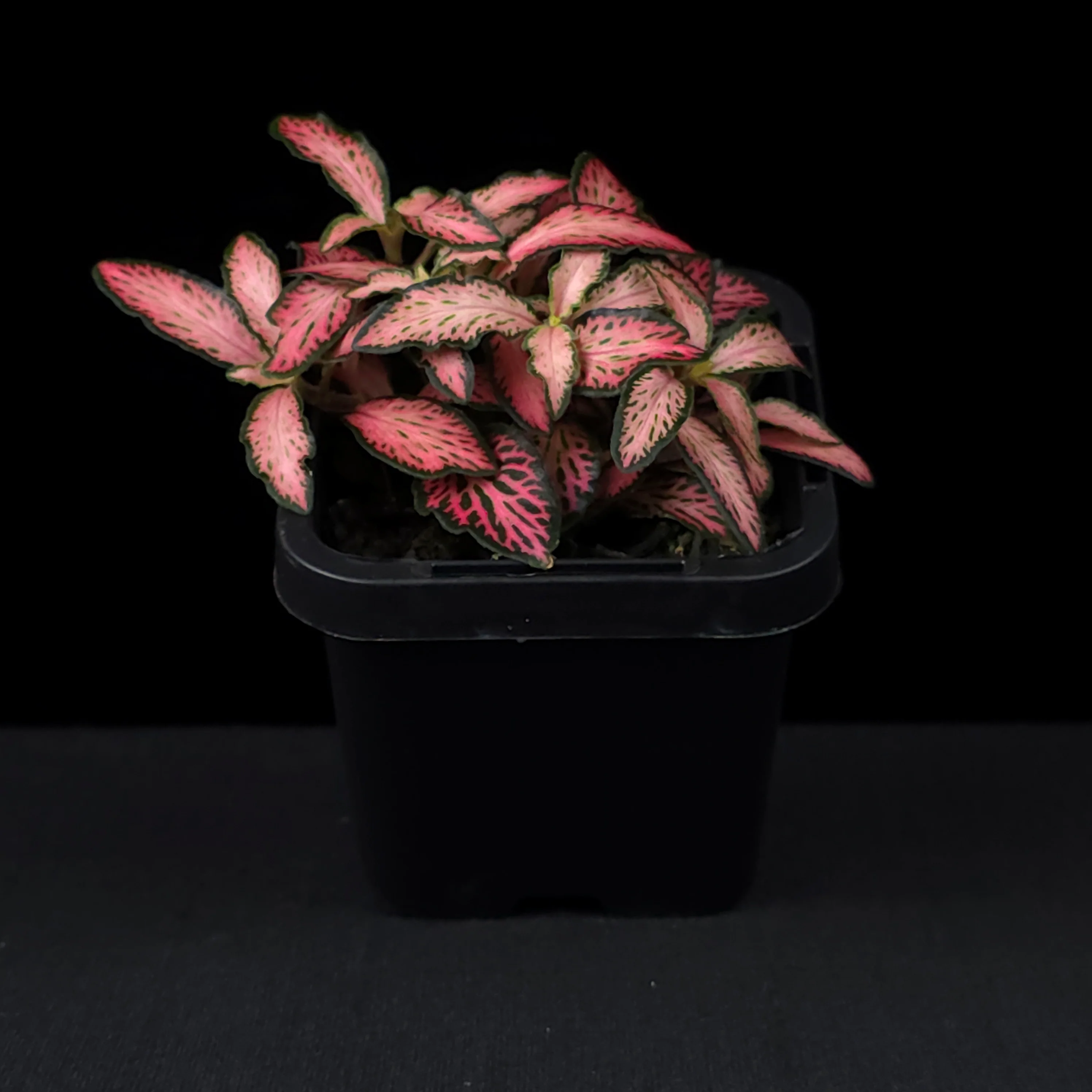 Fittonia 'Paradisian Pink' - Image 3