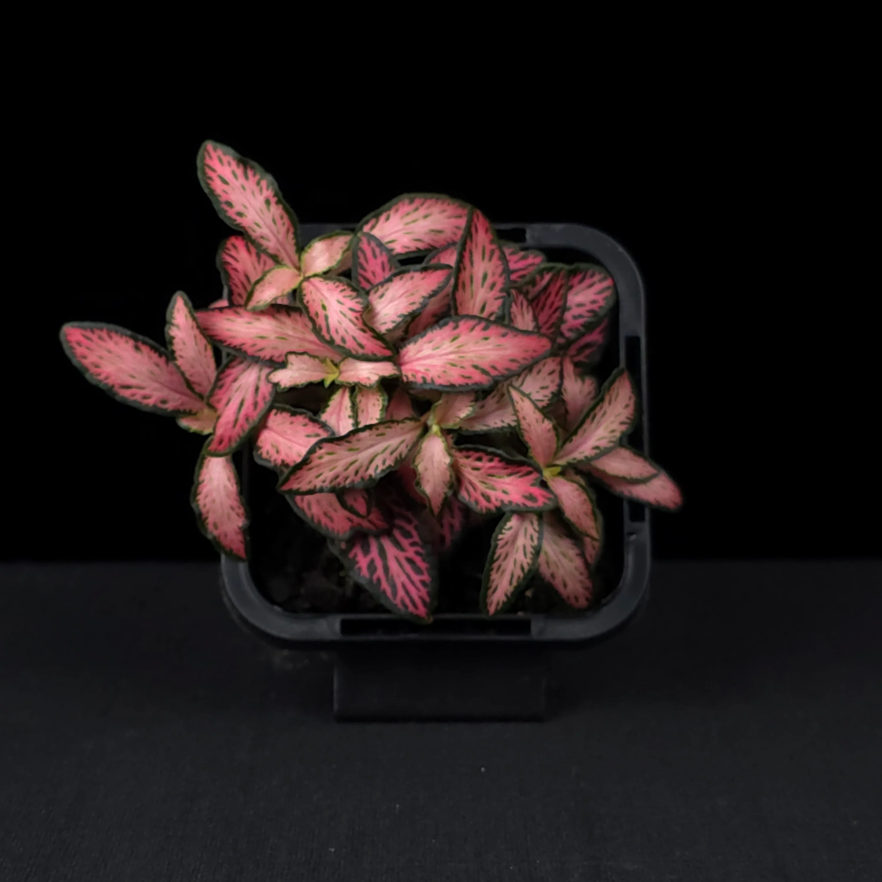 Fittonia 'Paradisian Pink' - Image 4