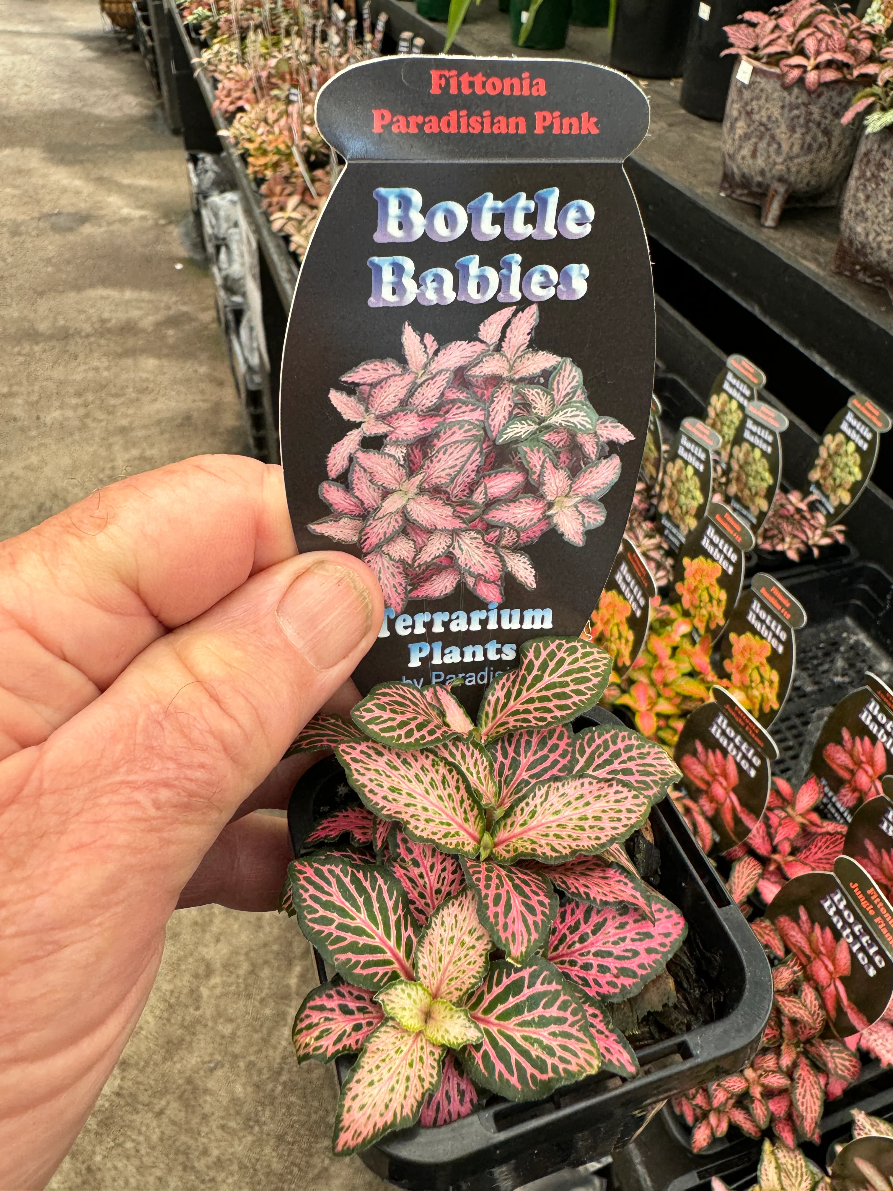 Fittonia 'Paradisian Pink' - Image 5