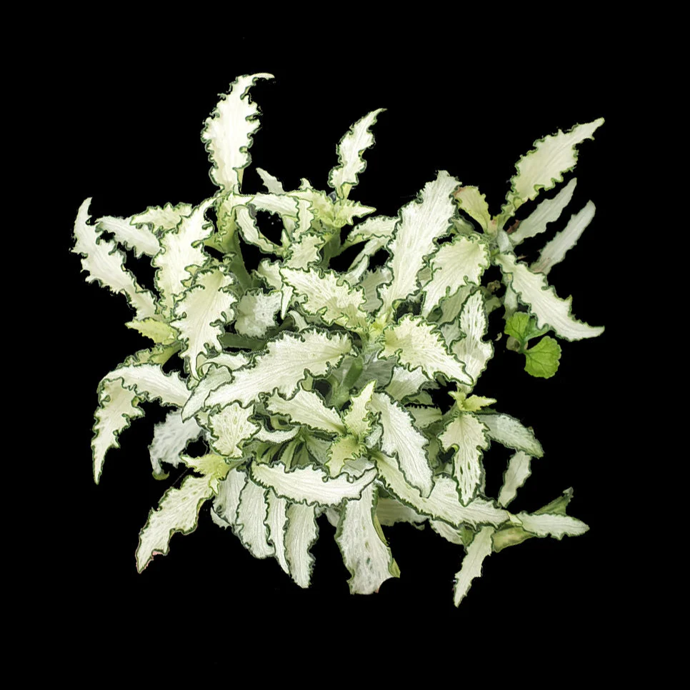 Fittonia 'Paradisian Star'