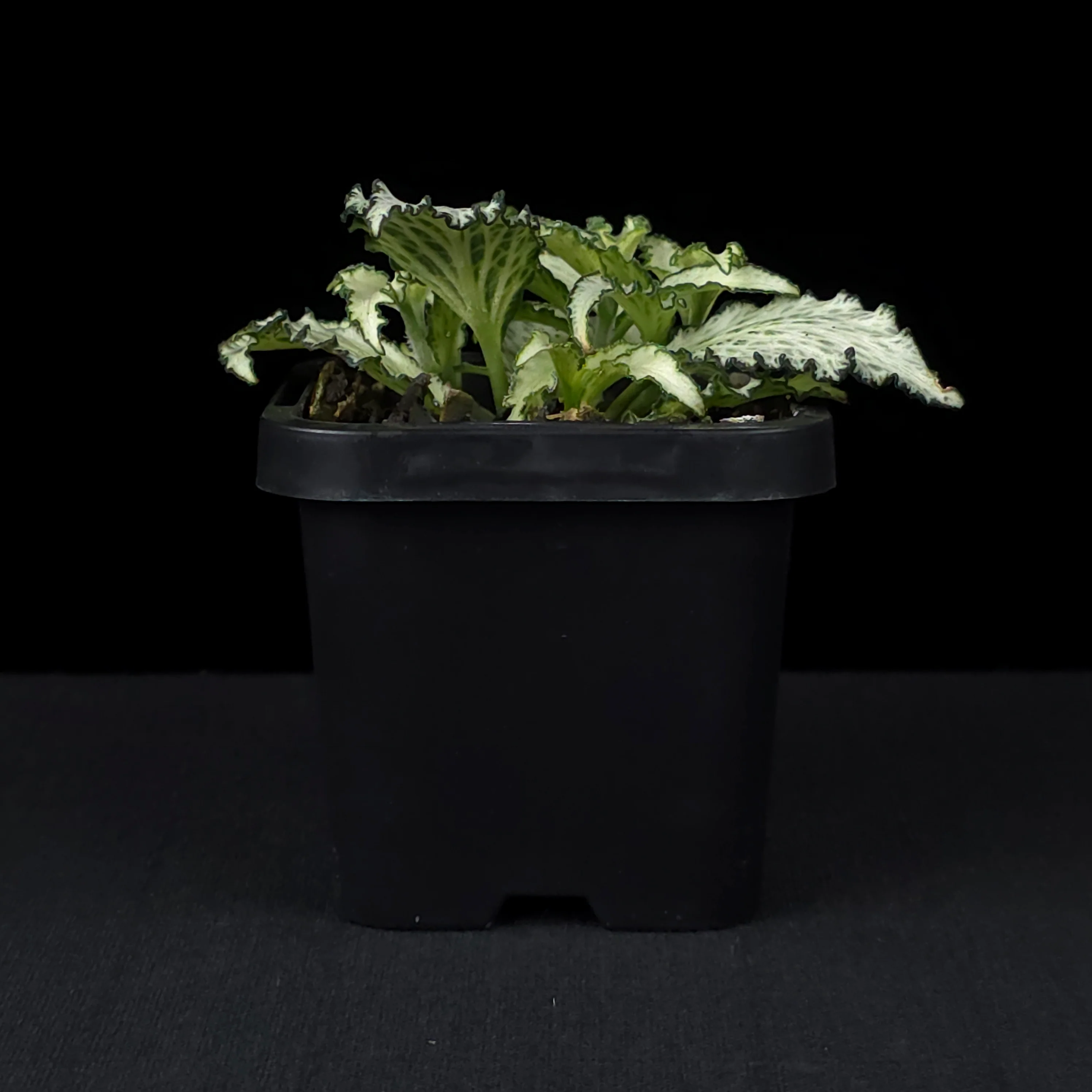 Fittonia 'Paradisian Star' - Image 2