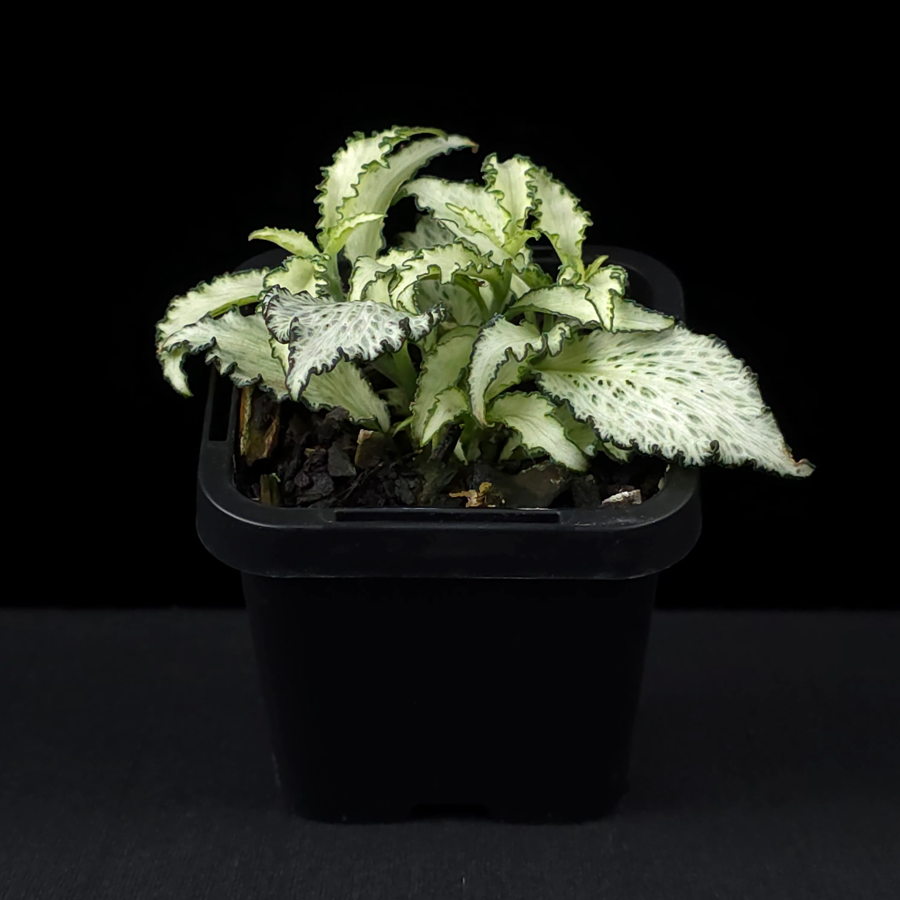 Fittonia 'Paradisian Star' - Image 3