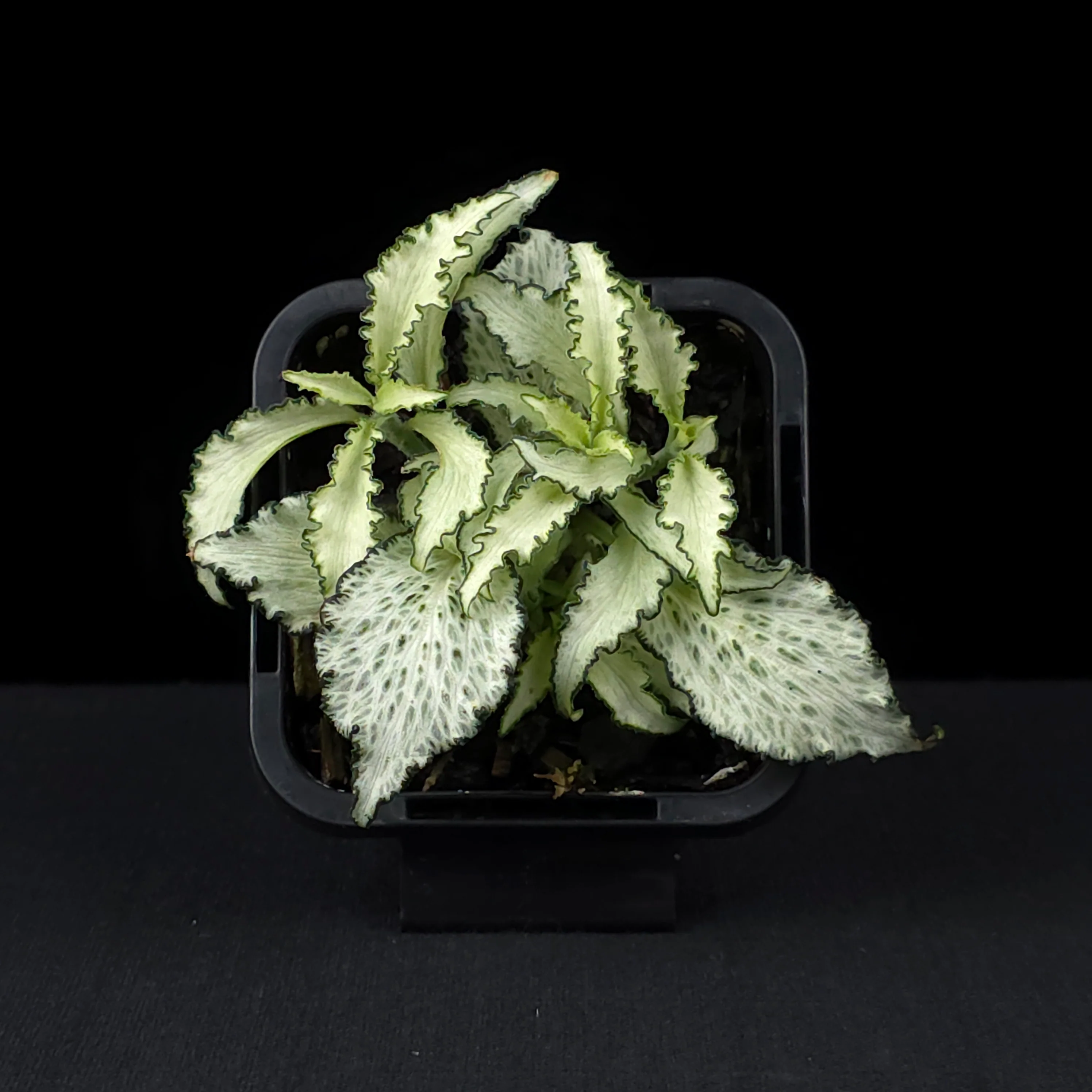 Fittonia 'Paradisian Star' - Image 4