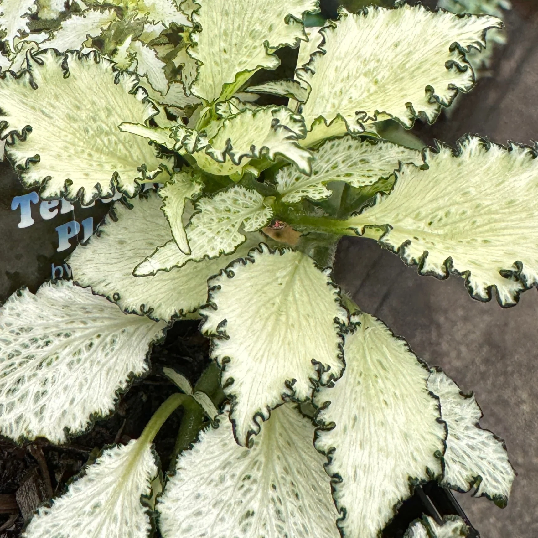 Fittonia 'Paradisian Star' - Image 5