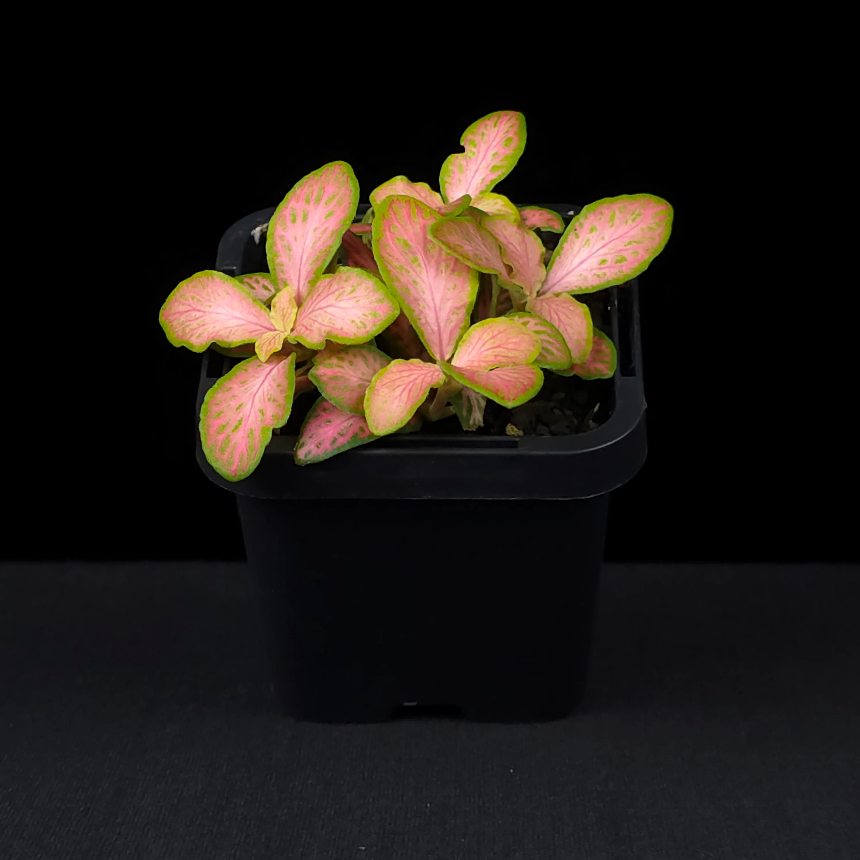 Fittonia 'Peaches & Cream' - Image 3
