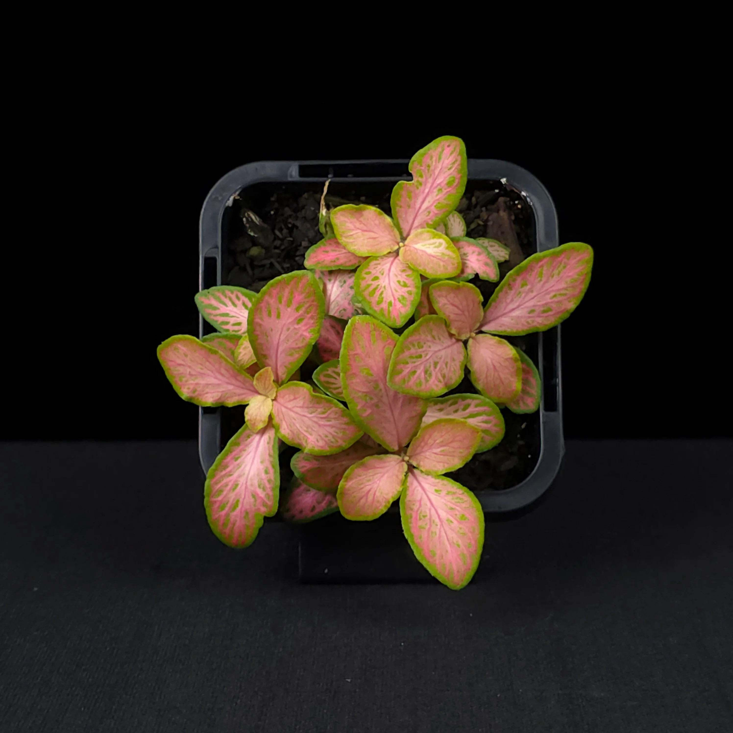 Fittonia 'Peaches & Cream' - Image 4
