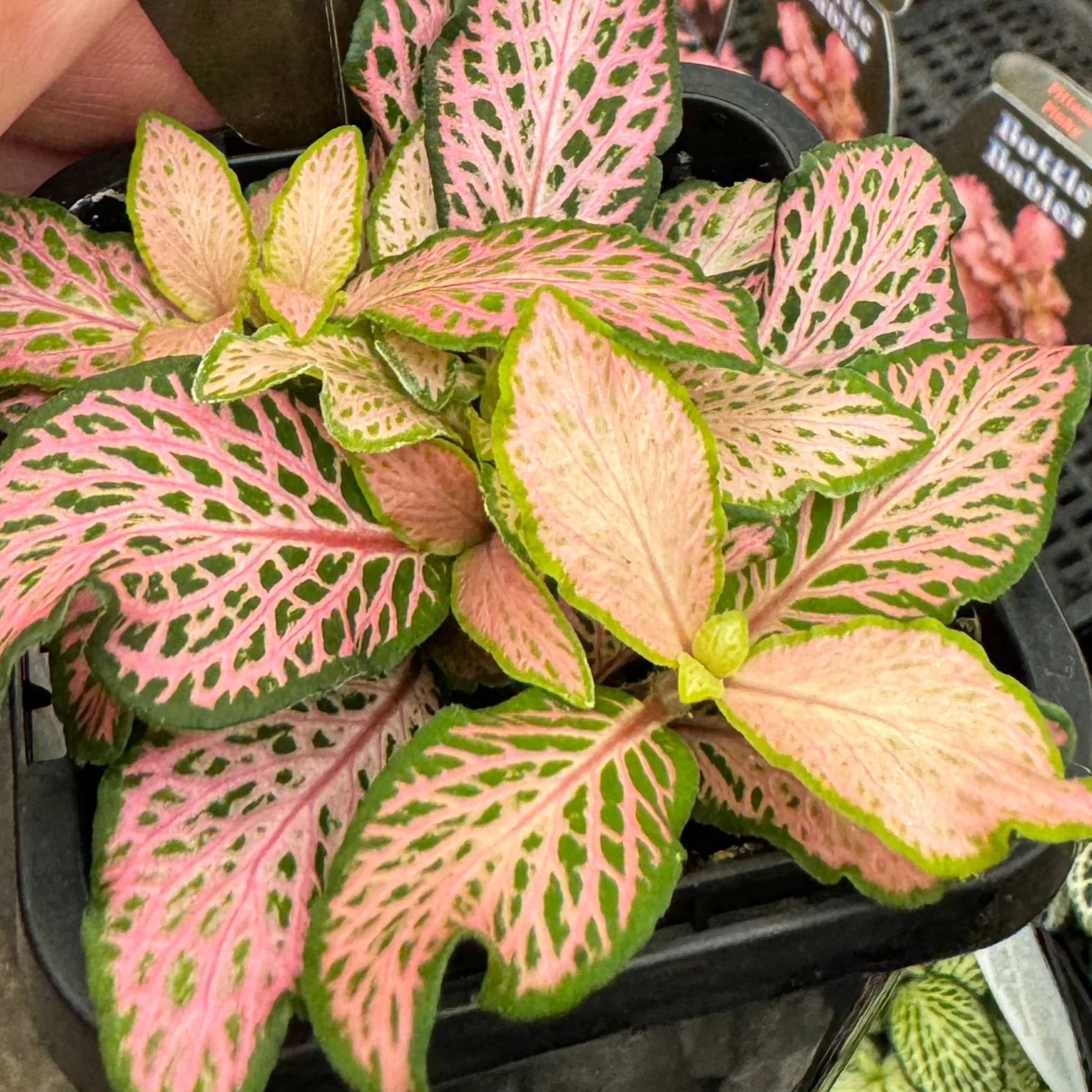 Fittonia 'Peaches & Cream' - Image 5