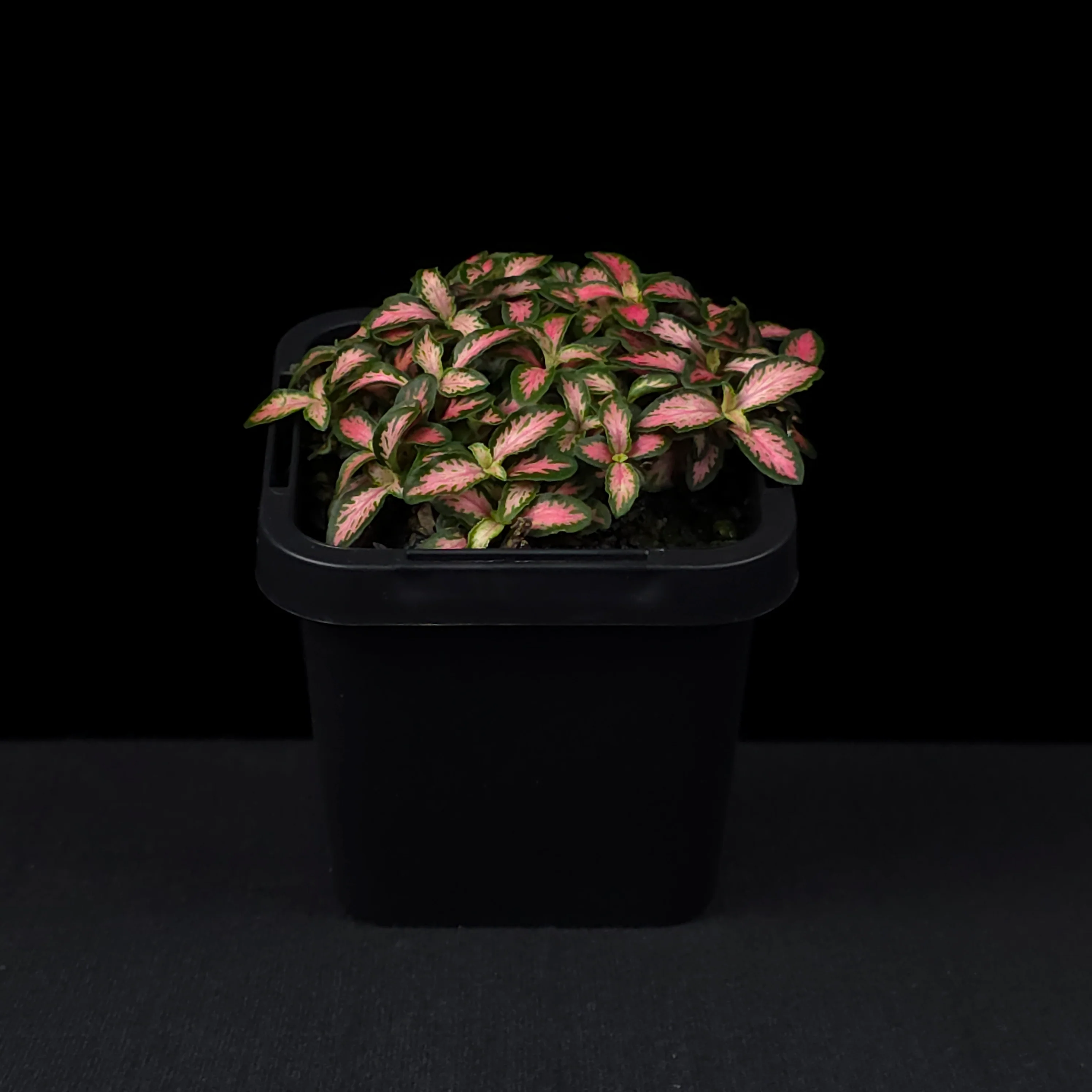 Fittonia 'Pink Forest Flame' - Image 3