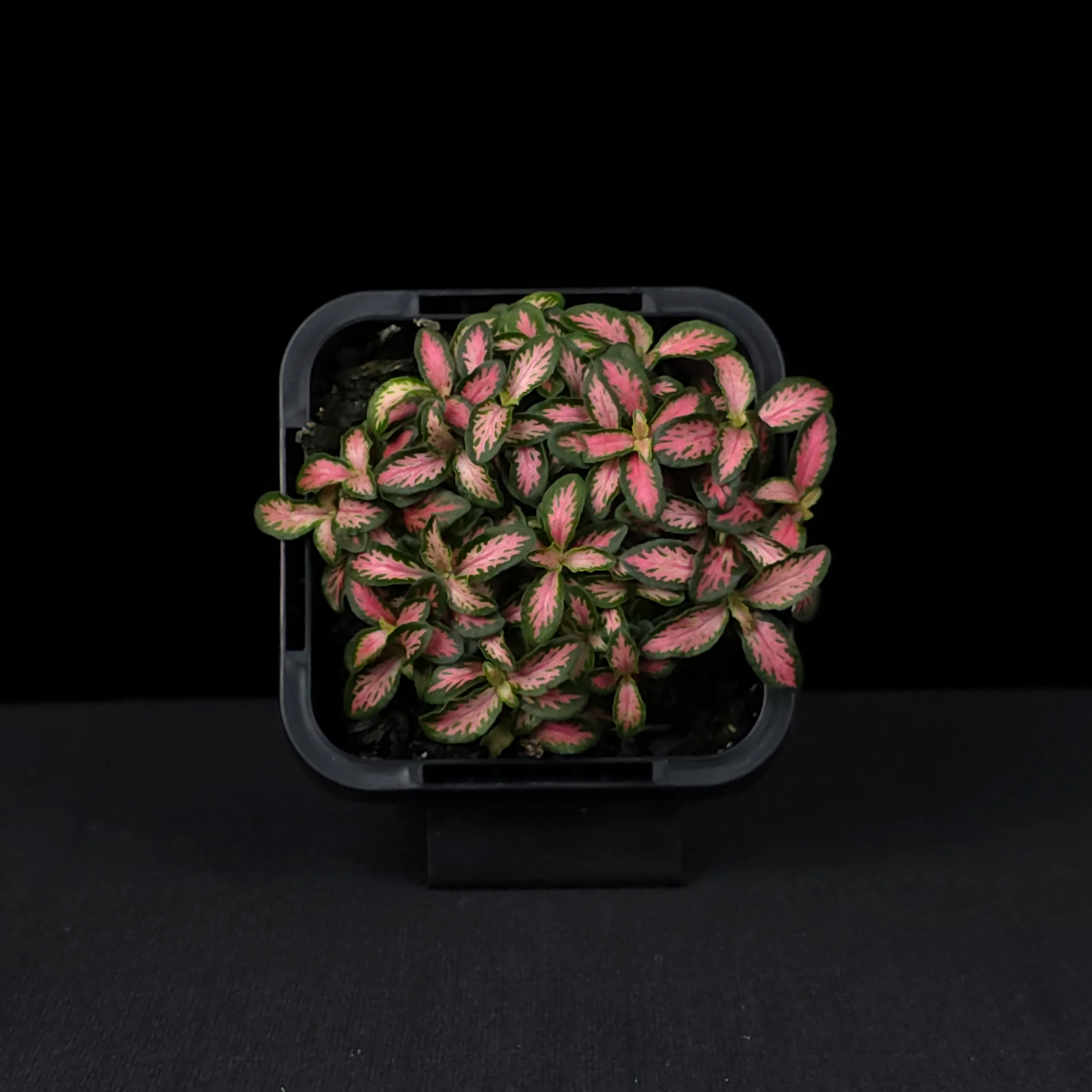 Fittonia 'Pink Forest Flame' - Image 4