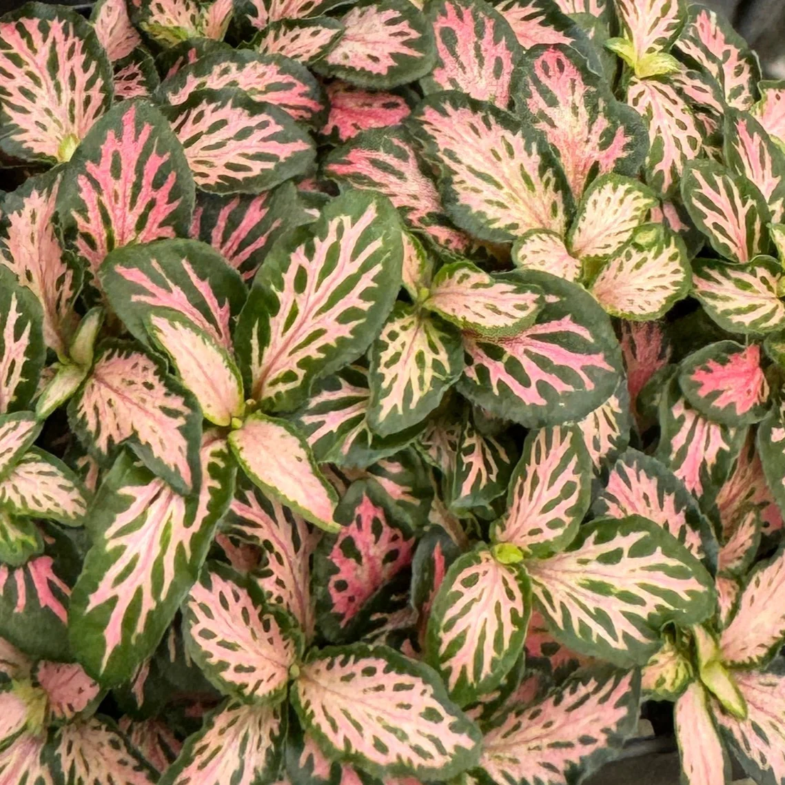 Fittonia 'Pink Forest Flame' - Image 5