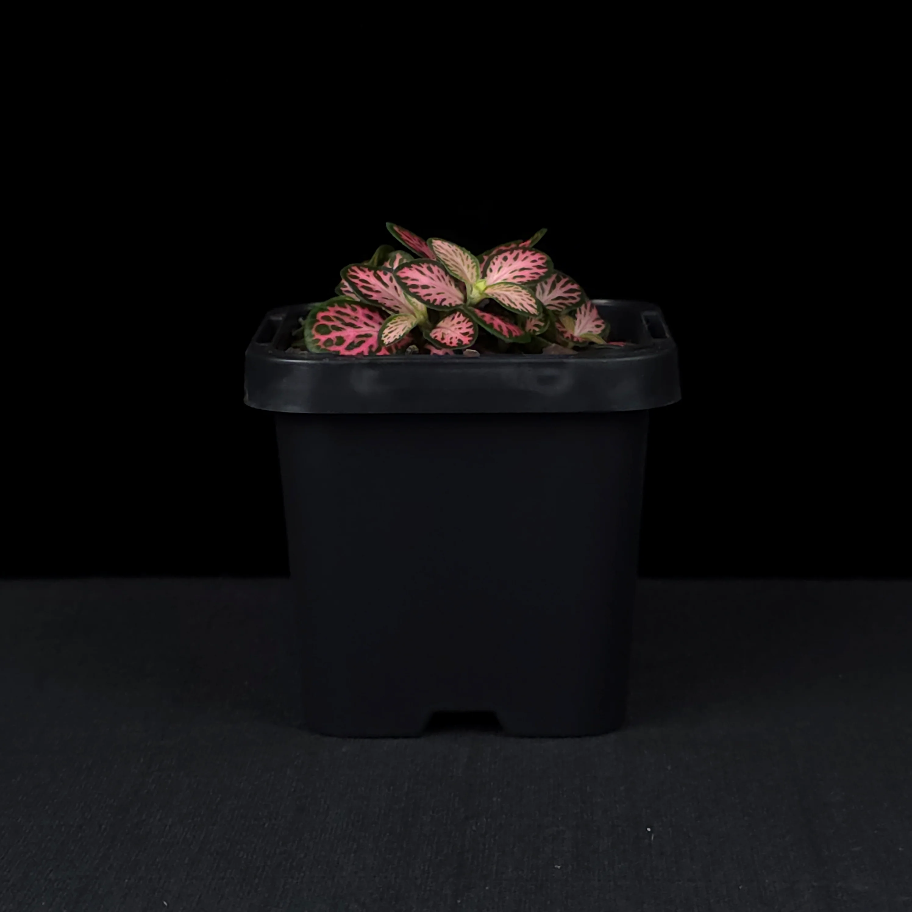 Fittonia 'Pink Lightning' - Image 2