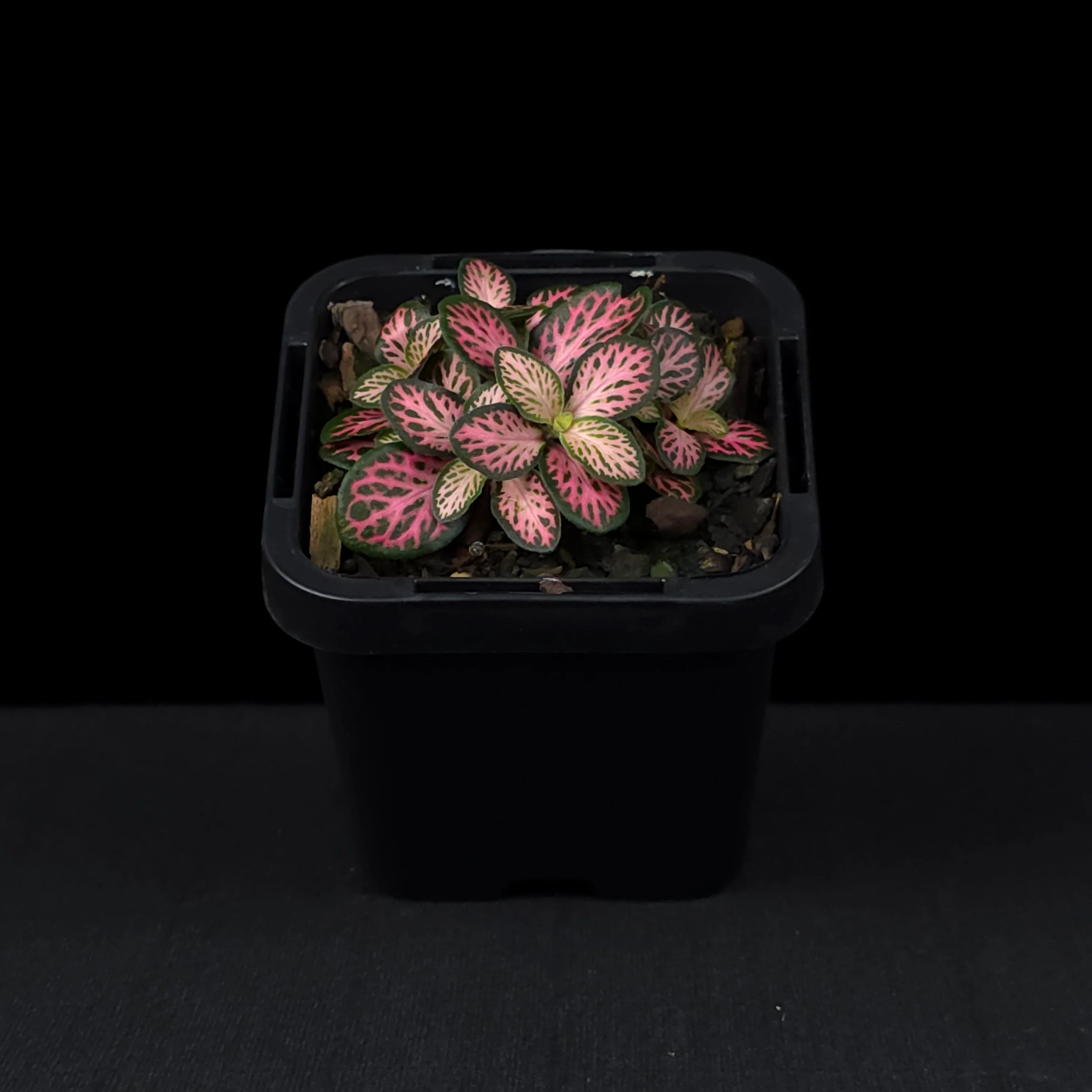 Fittonia 'Pink Lightning' - Image 3