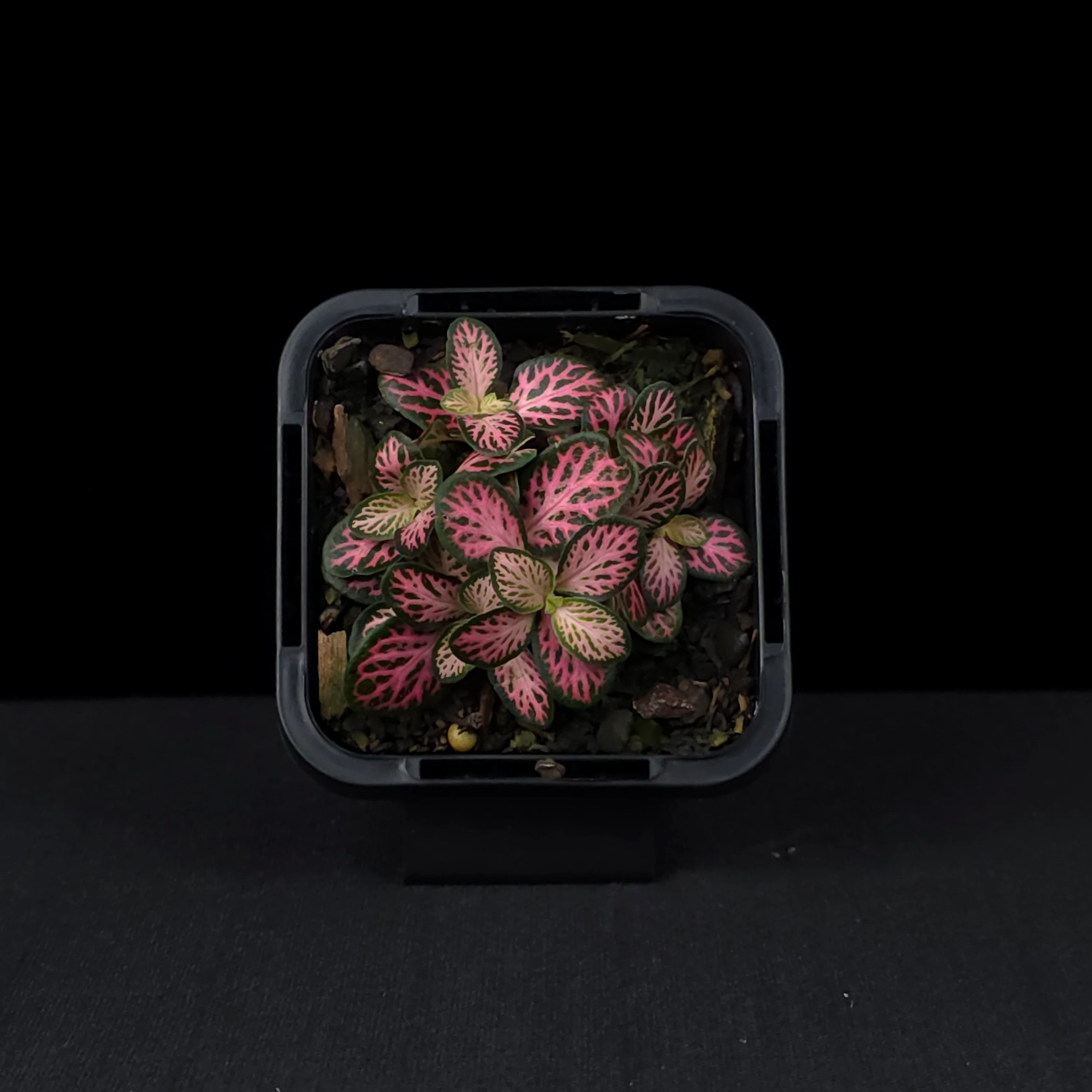Fittonia 'Pink Lightning' - Image 4