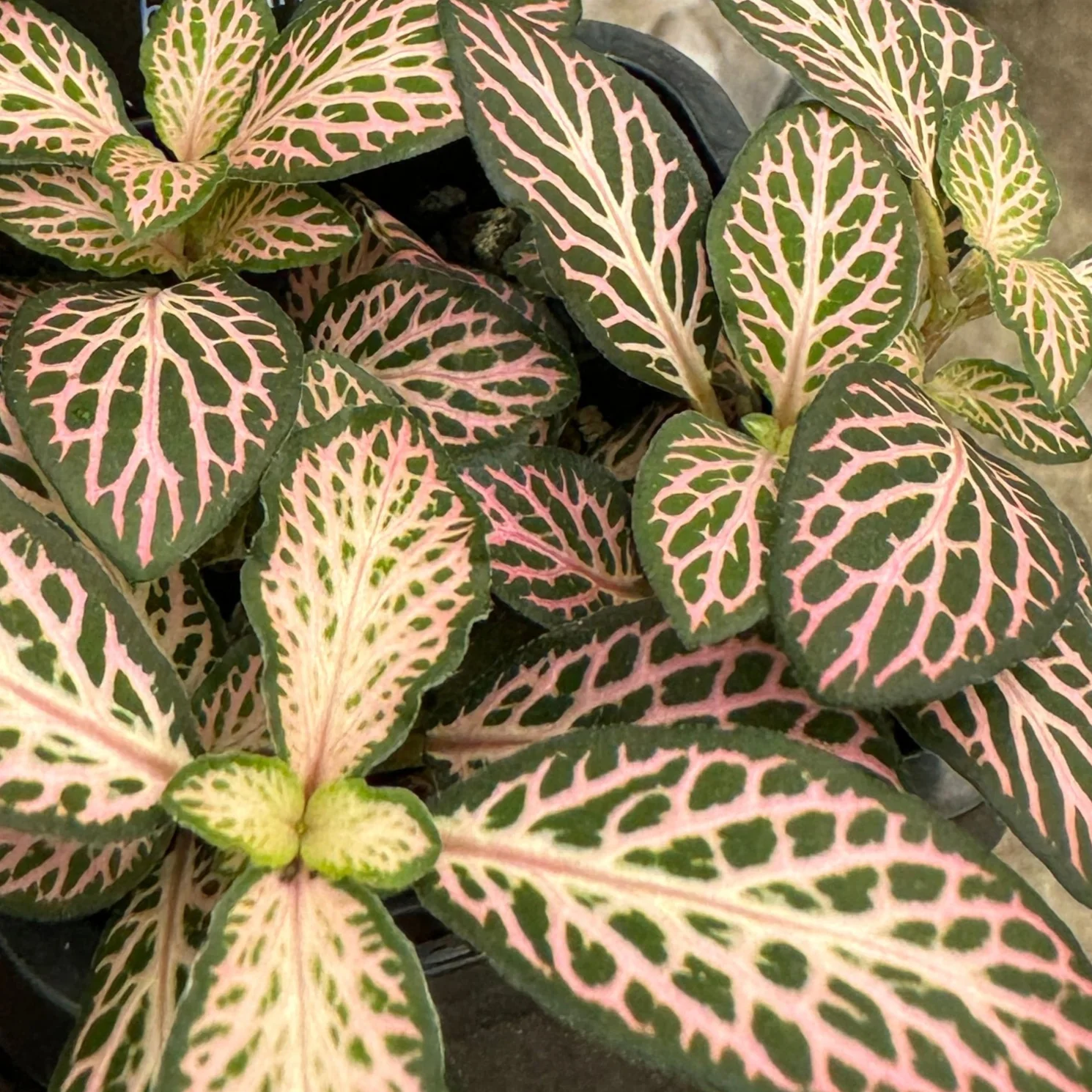 Fittonia 'Pink Lightning' - Image 5