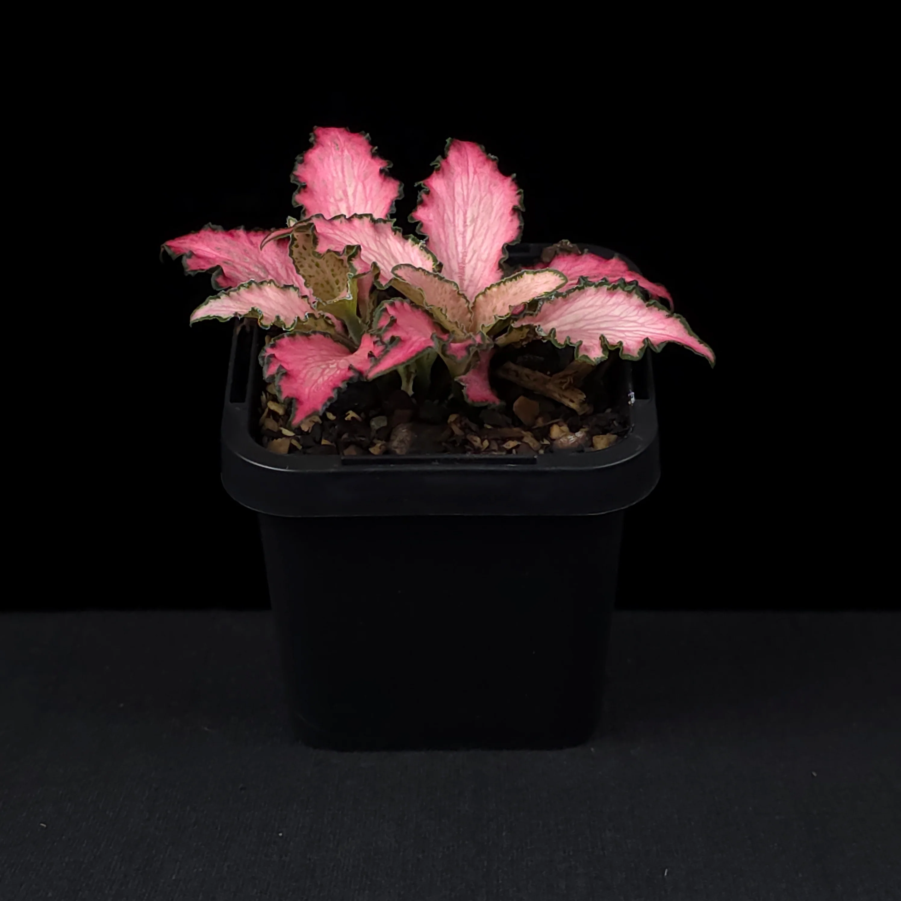 Fittonia 'Pinky' - Image 3