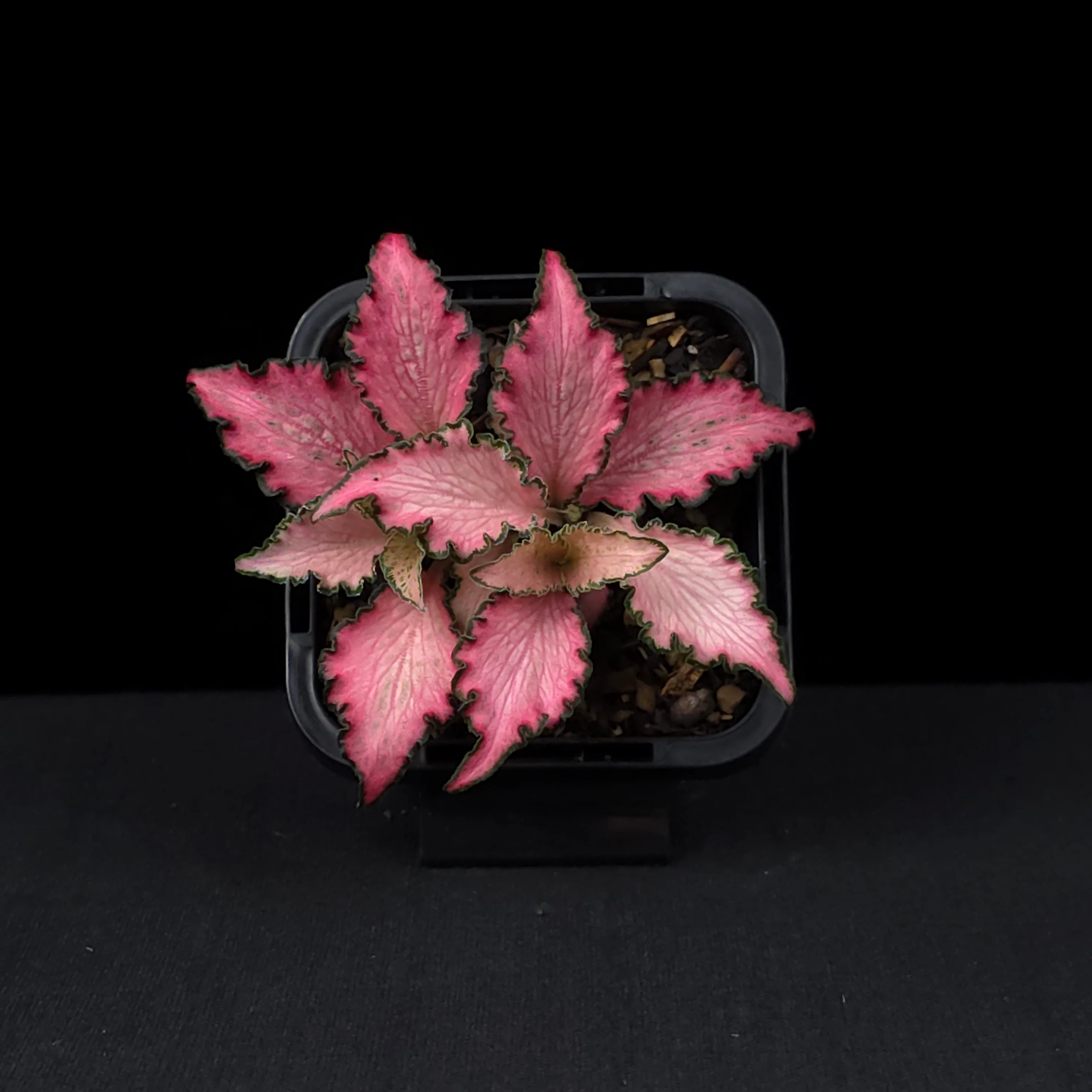 Fittonia 'Pinky' - Image 4