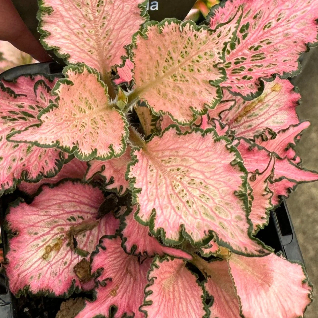 Fittonia 'Pinky' - Image 5