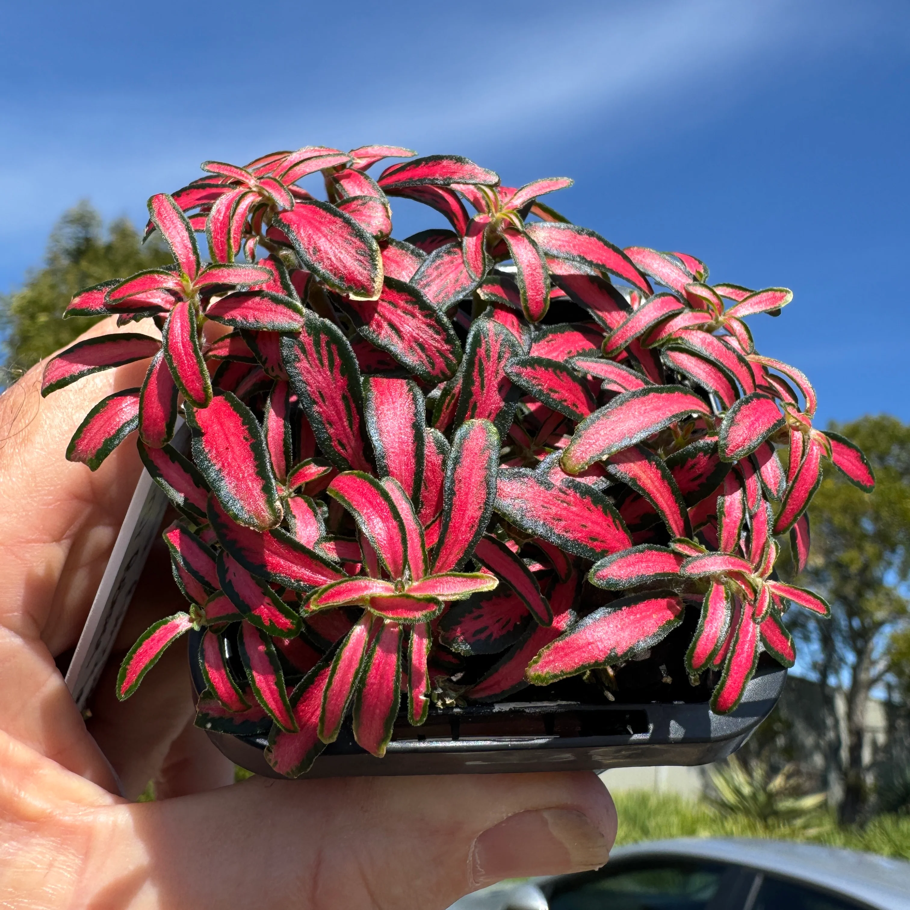 Fittonia 'Ruby Lips' - Image 5