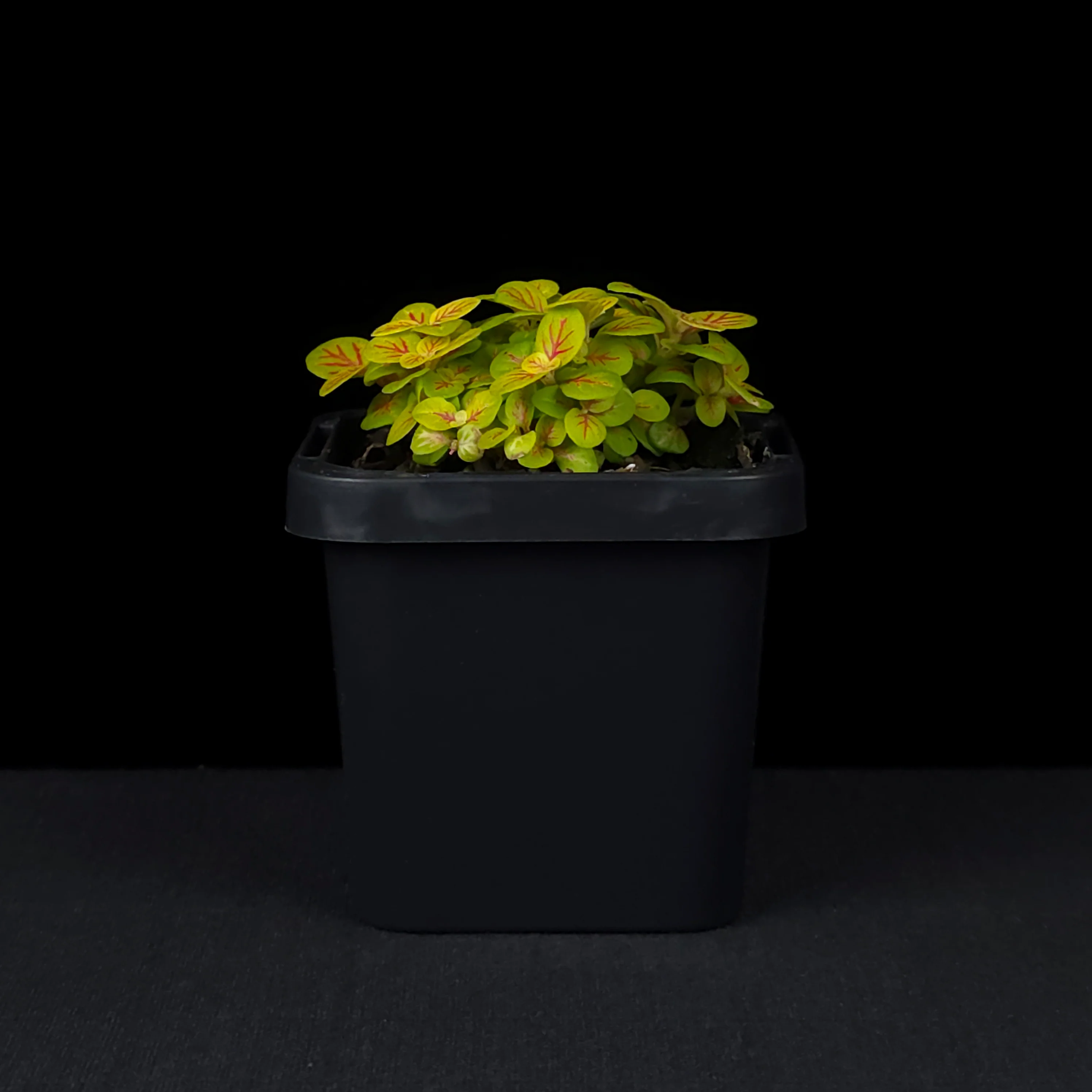 Fittonia 'Skeleton' - Image 2
