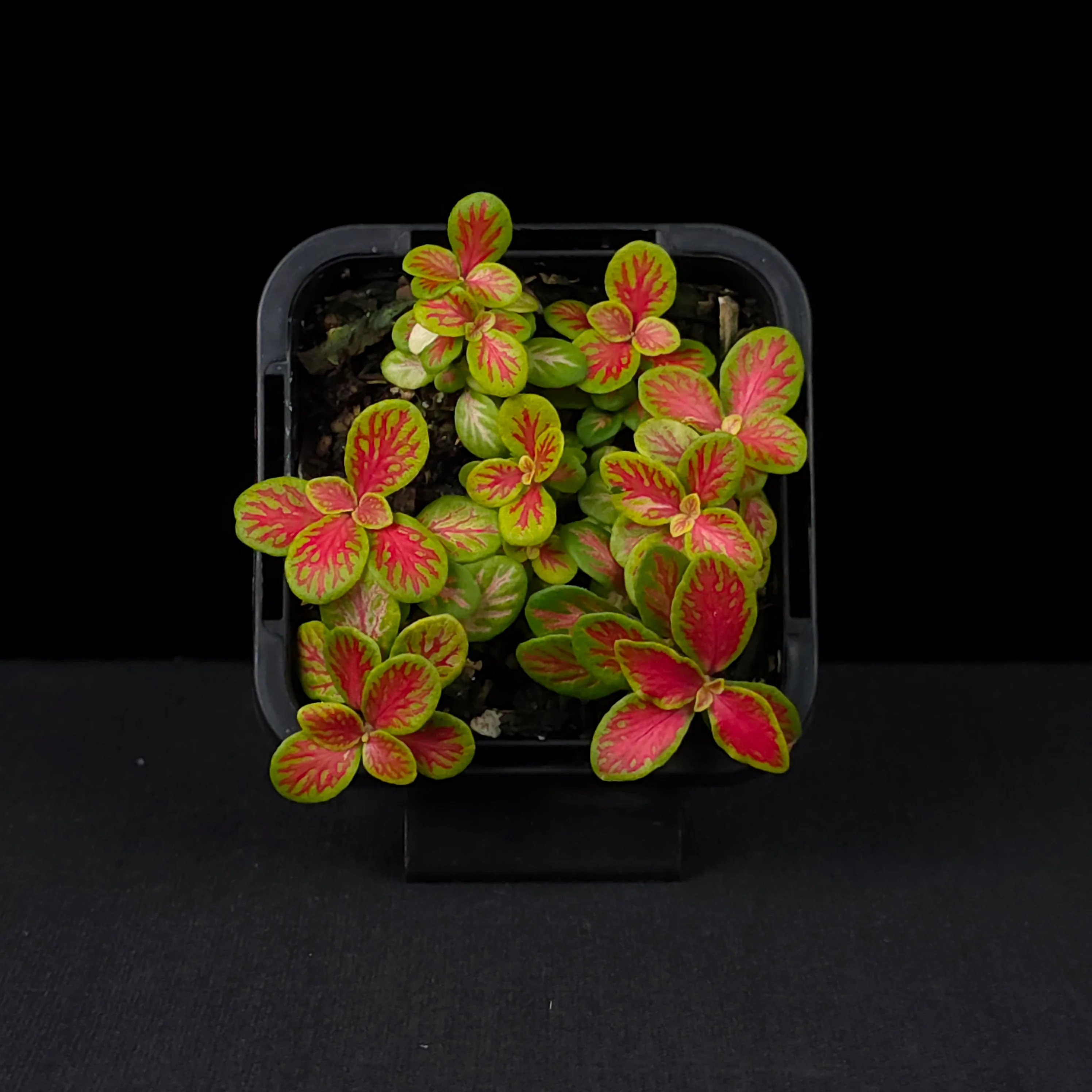 Fittonia 'Sunshine No. 12' - Image 3