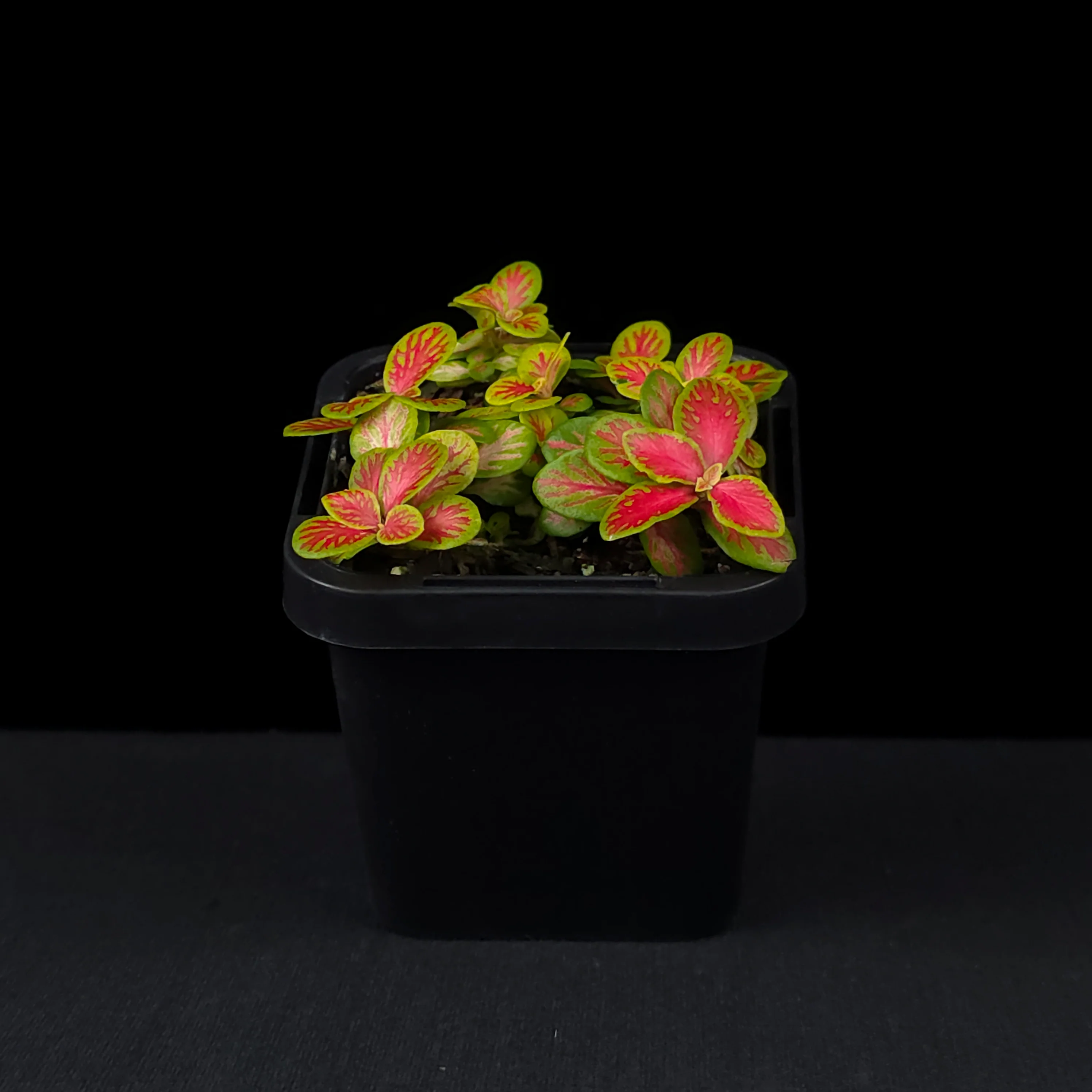 Fittonia 'Sunshine No. 12' - Image 4