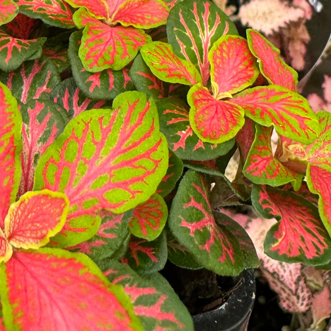 Fittonia 'Sunshine No. 12' - Image 5