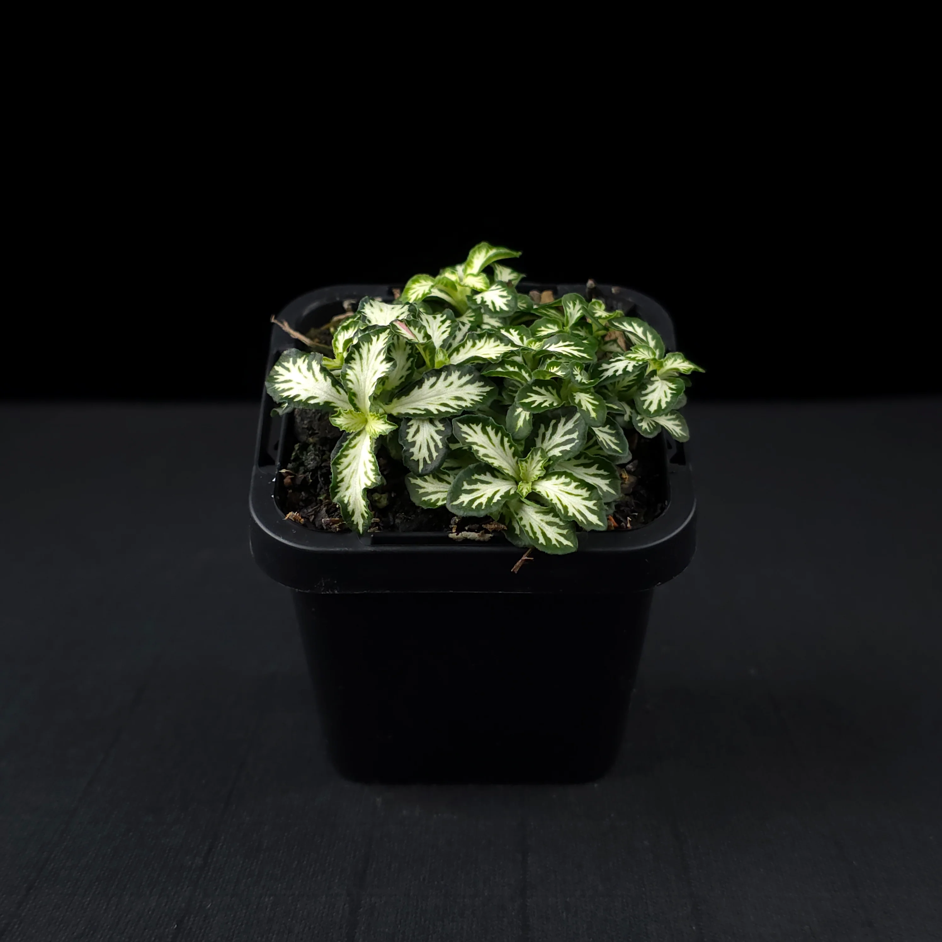 Fittonia 'Tiger' - Image 3