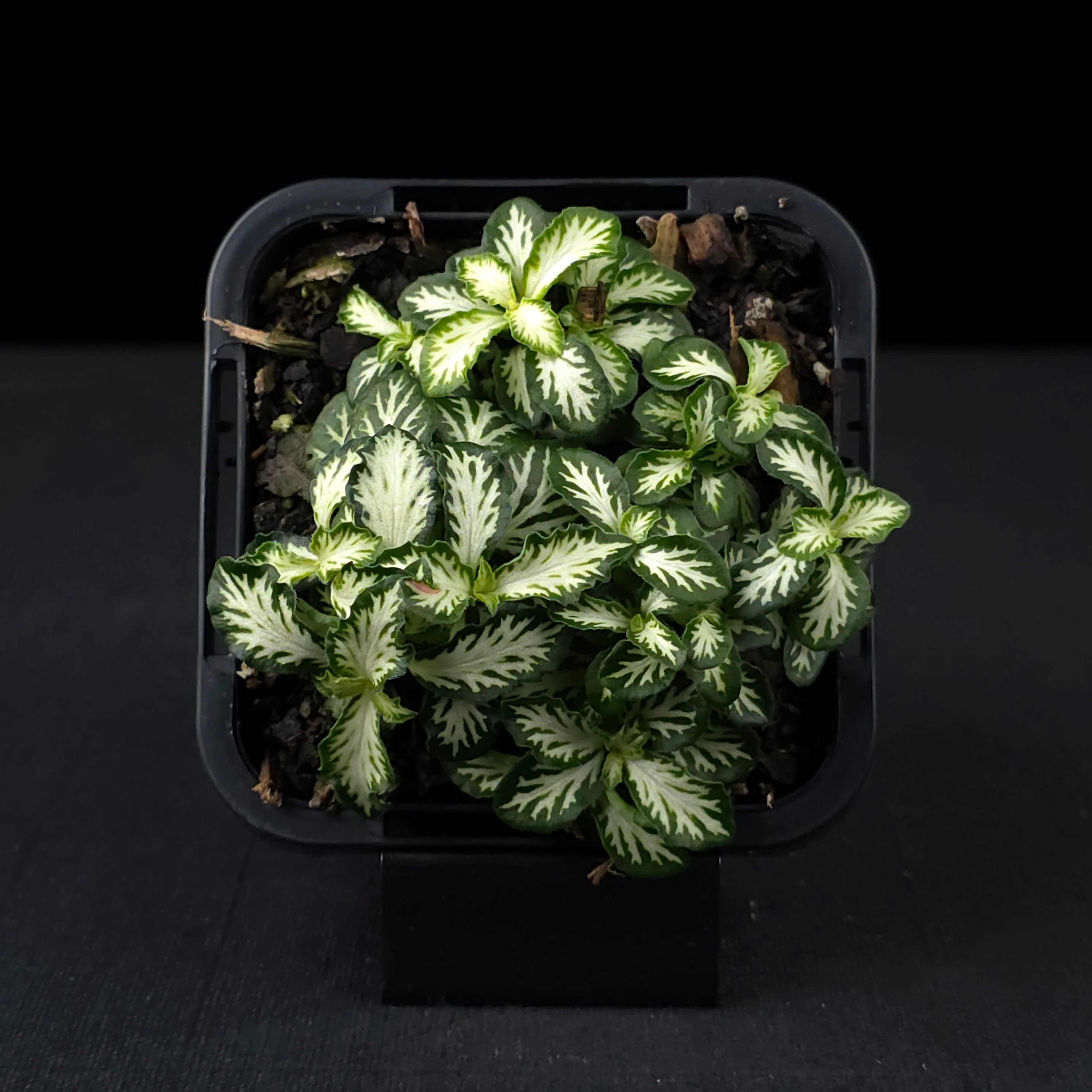 Fittonia 'Tiger' - Image 4