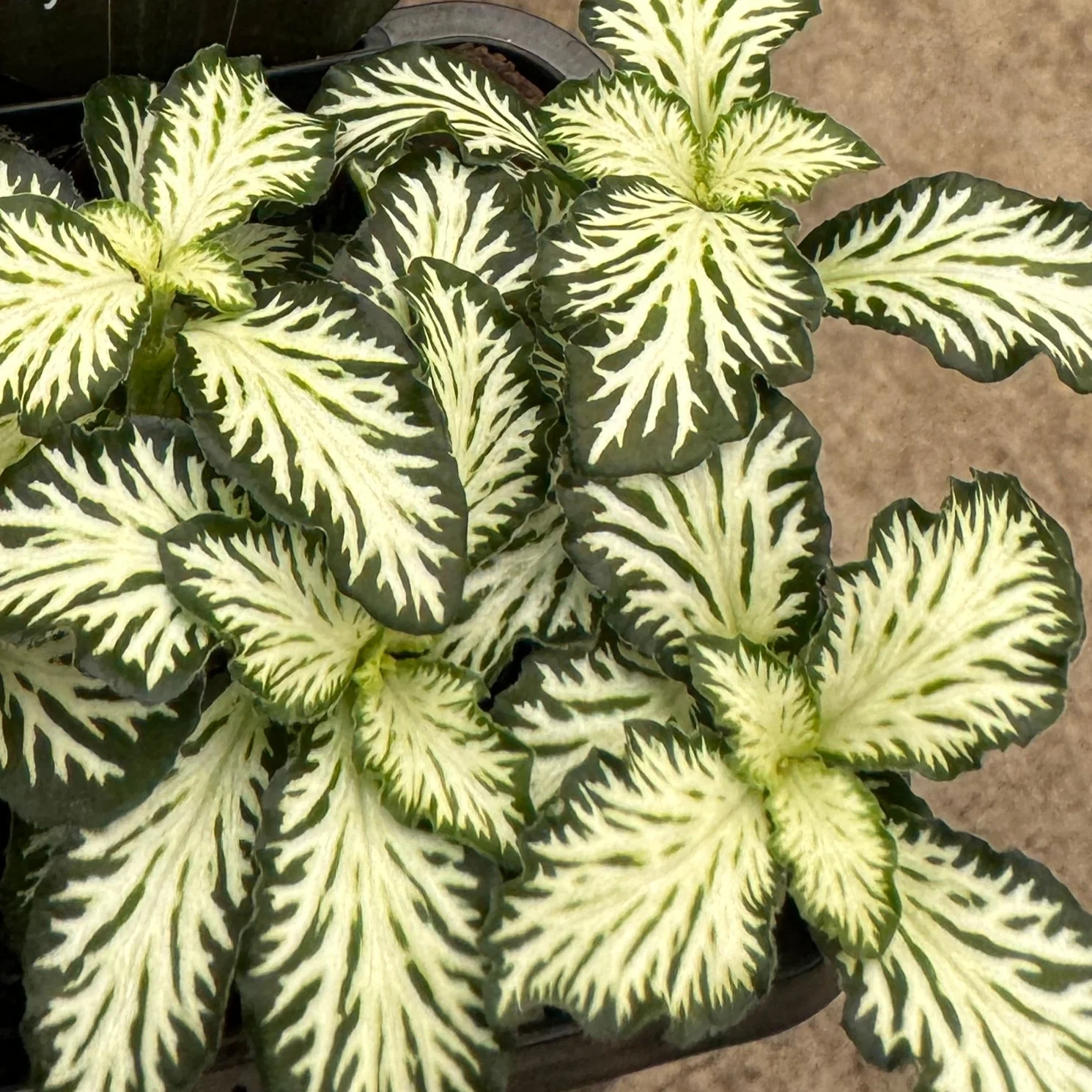 Fittonia 'Tiger' - Image 5