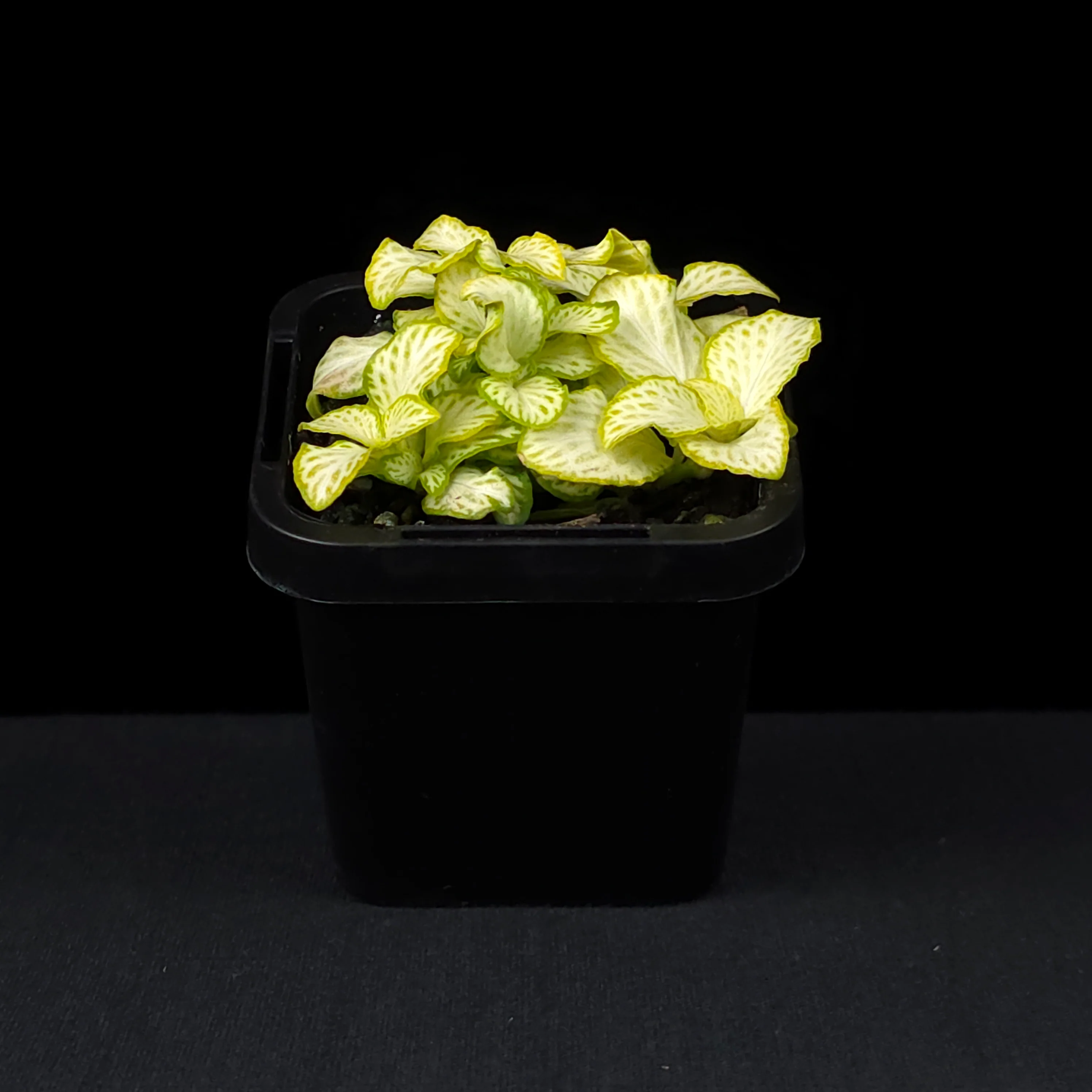 Fittonia 'White Star' - Image 3