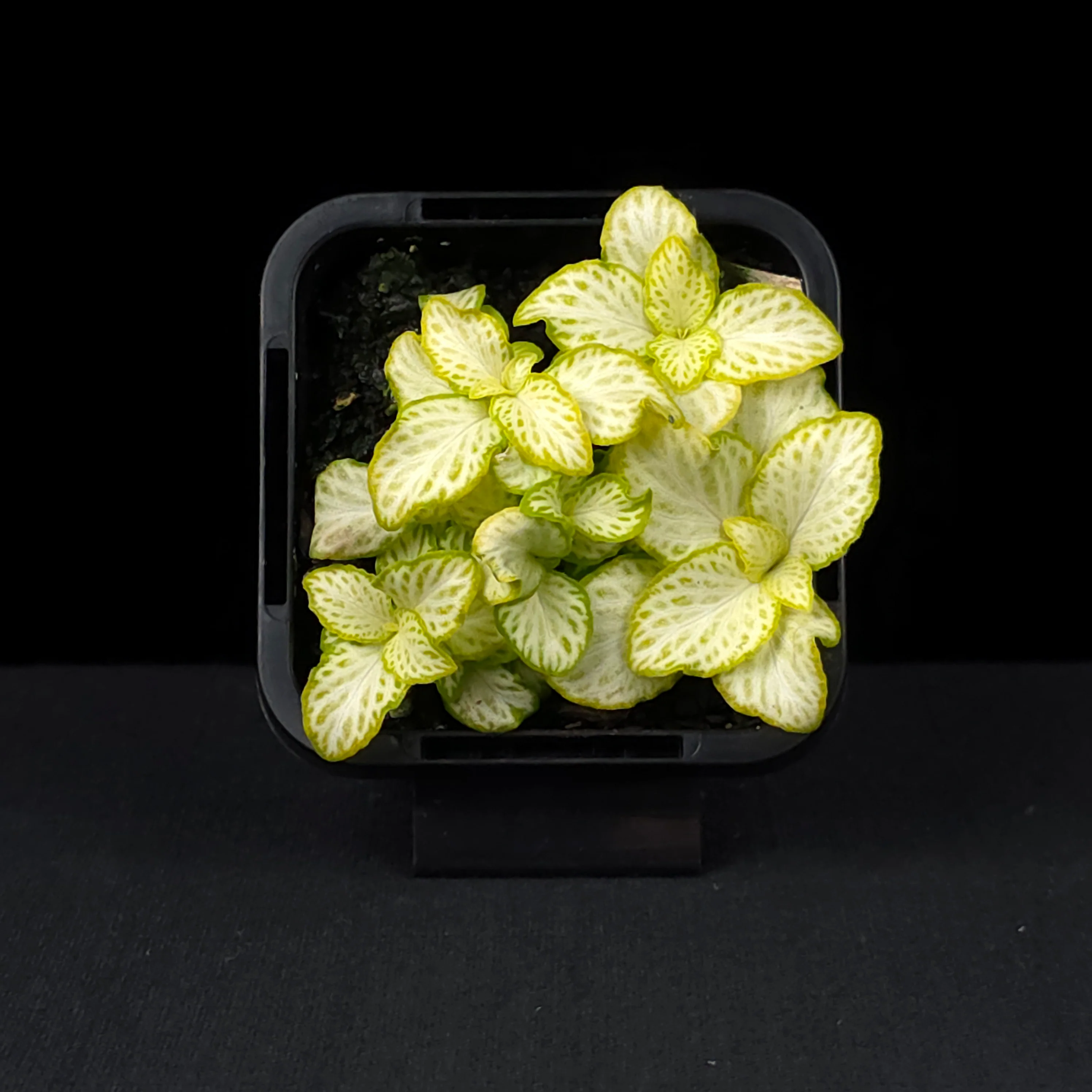 Fittonia 'White Star' - Image 4