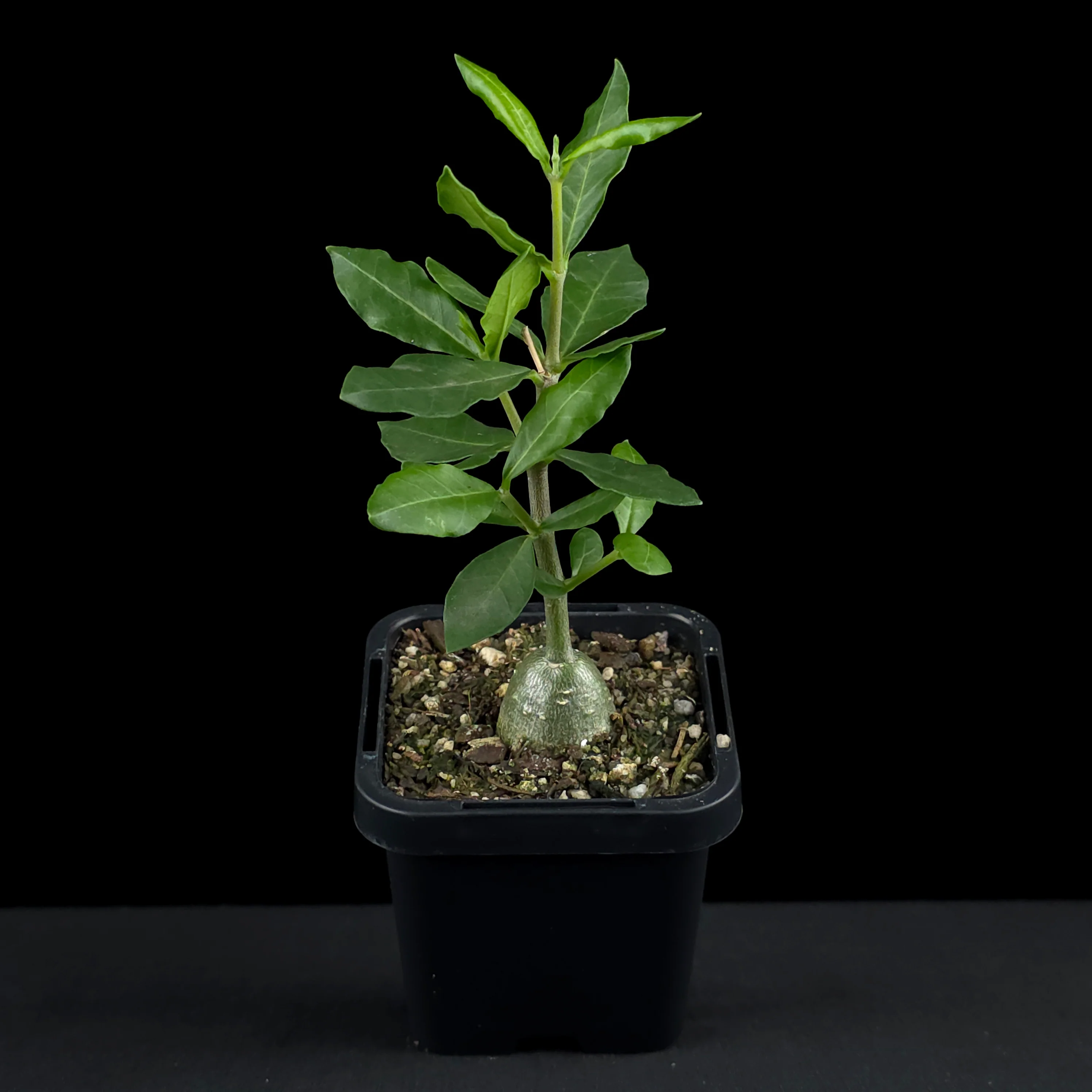 Fockea edulis - Image 3