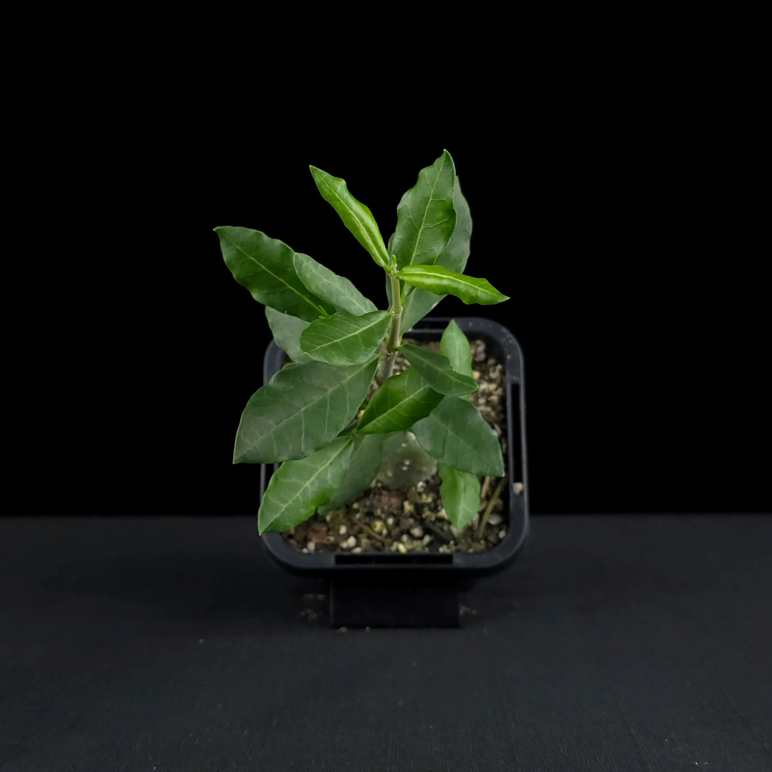 Fockea edulis - Image 4