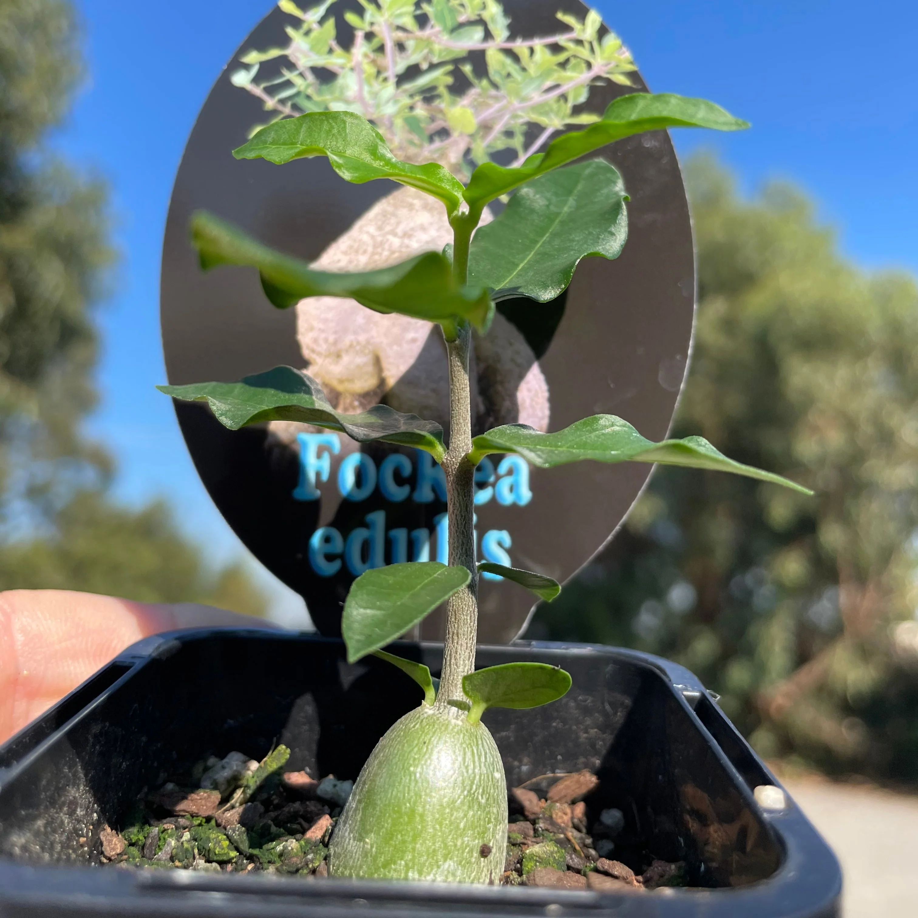 Fockea edulis - Image 5