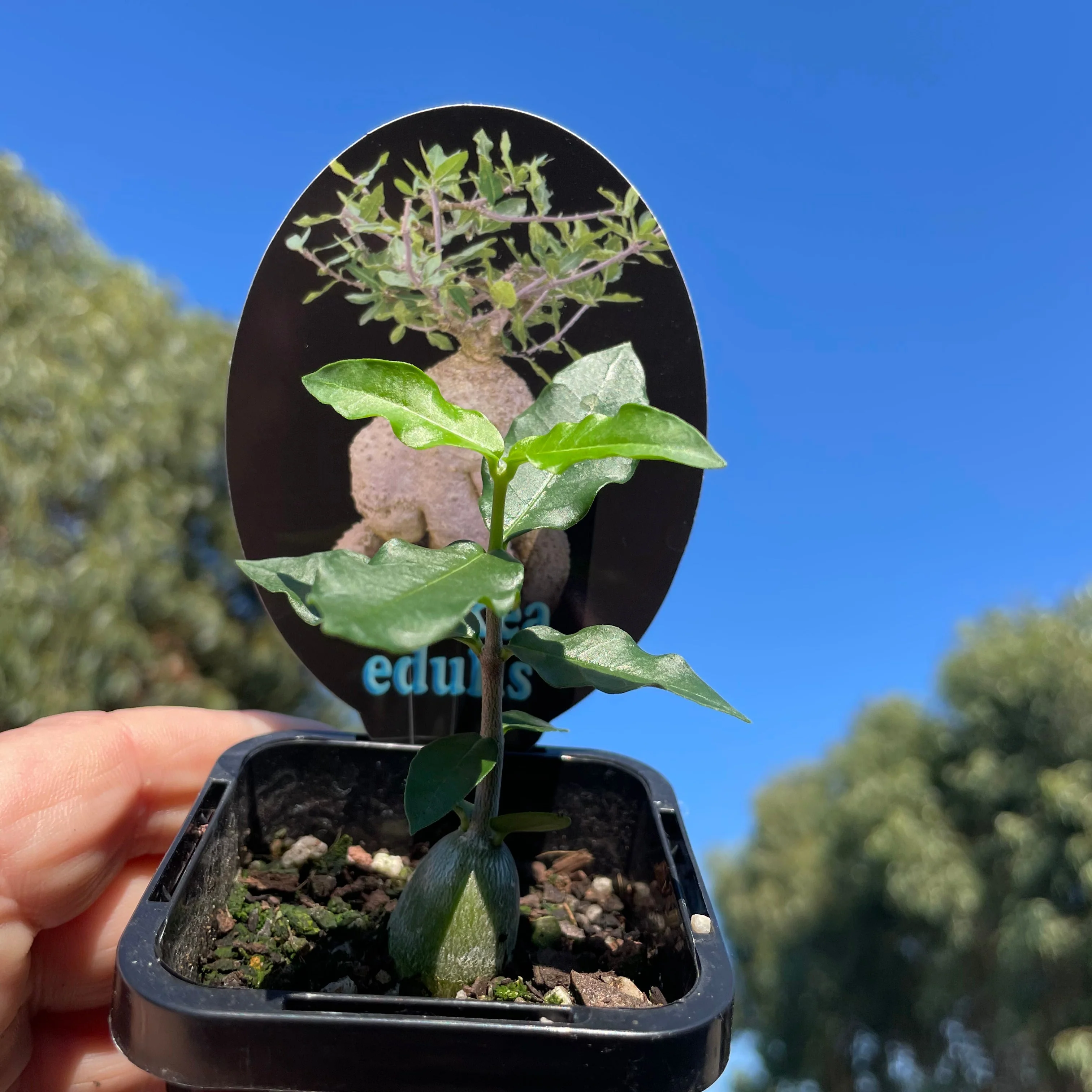 Fockea edulis - Image 6
