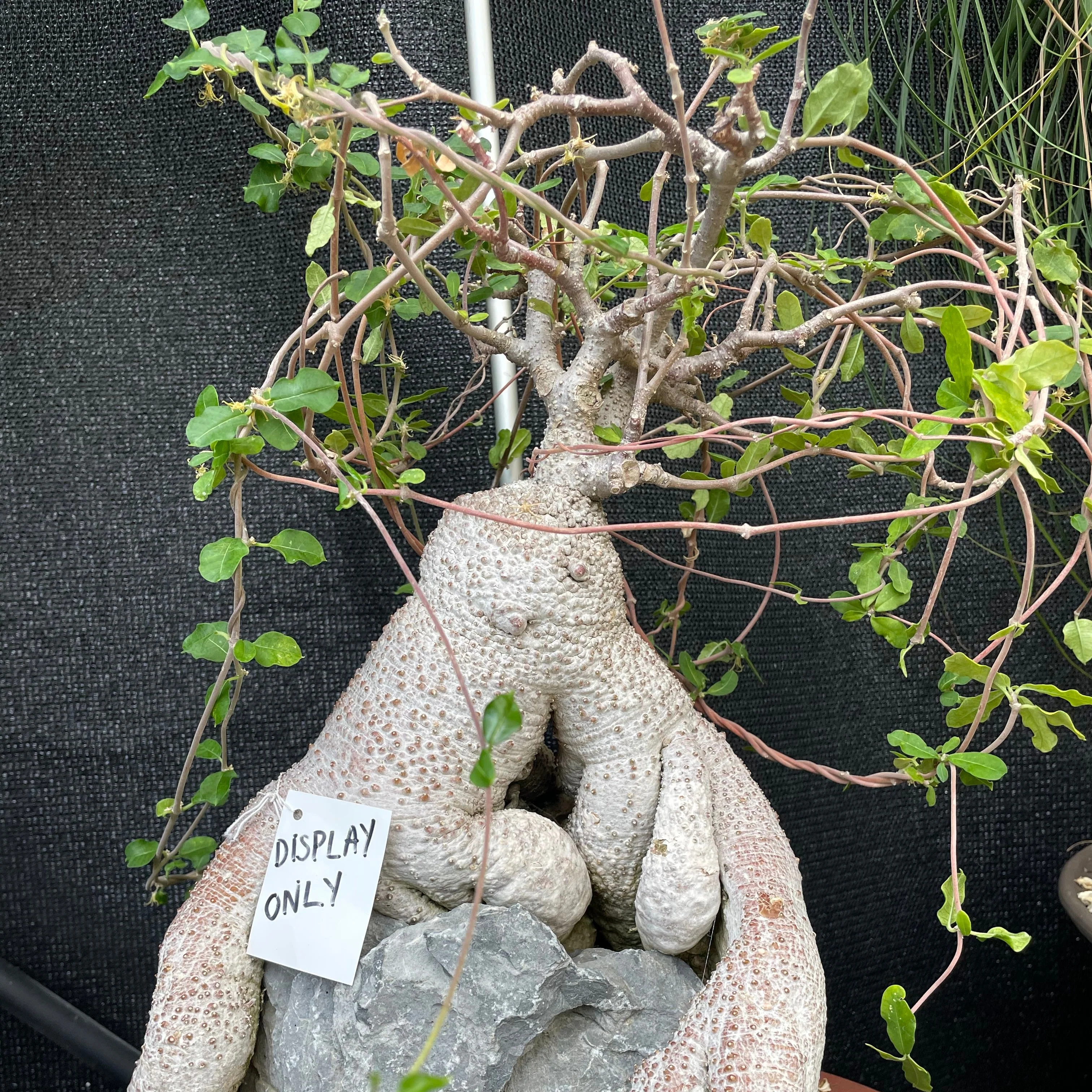 Fockea edulis - Image 7
