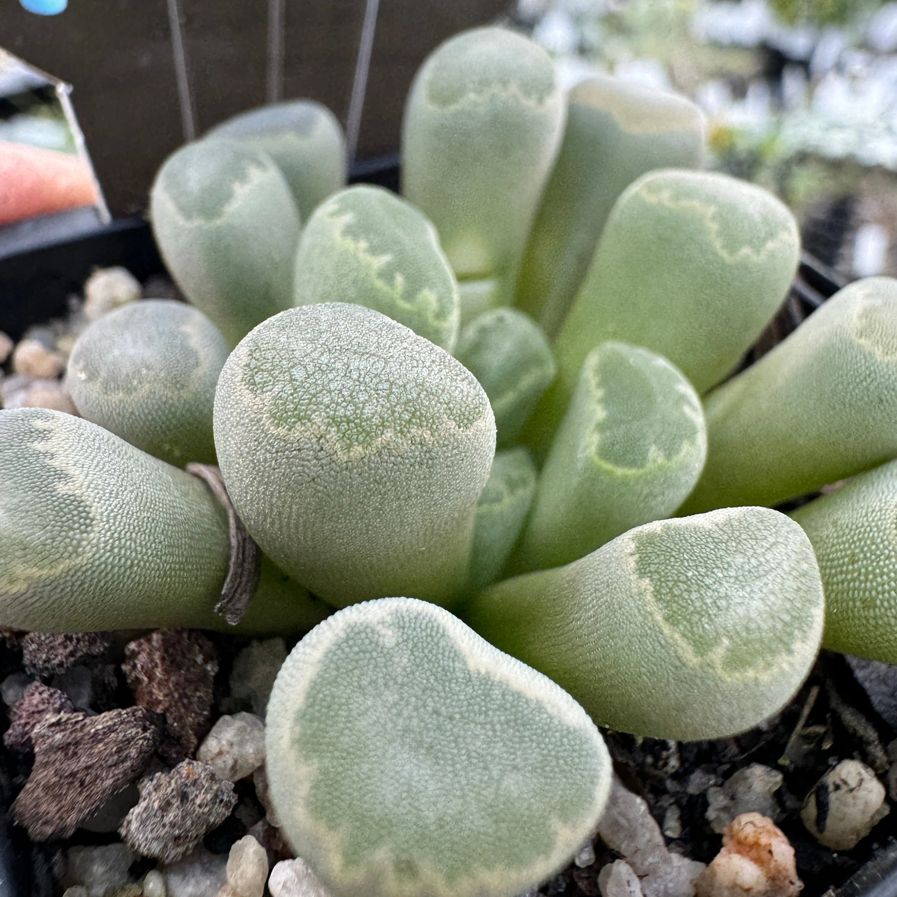 Frithia pulchra 'Insect Eyes' - Image 4