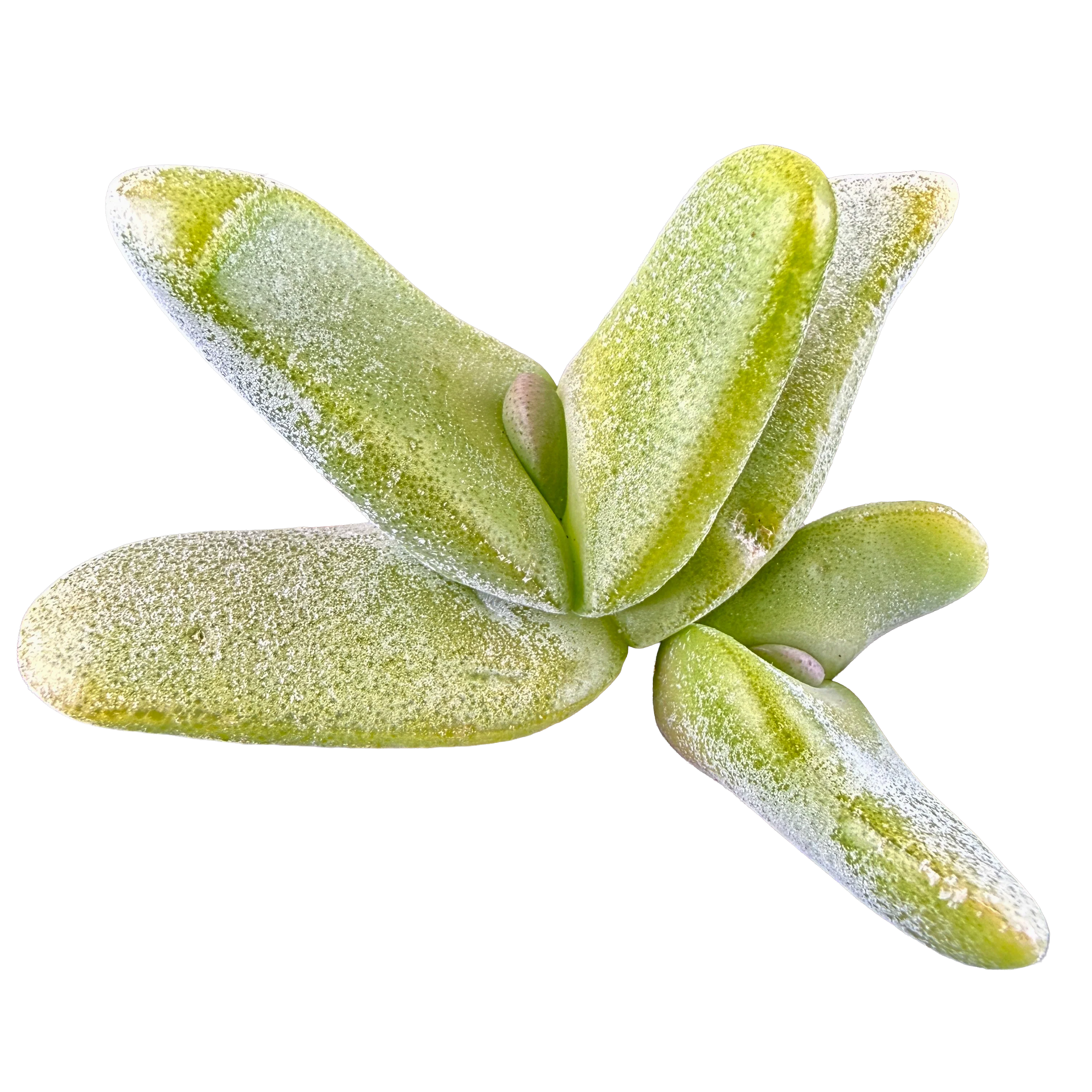 Glottiphyllum oligocarpum
