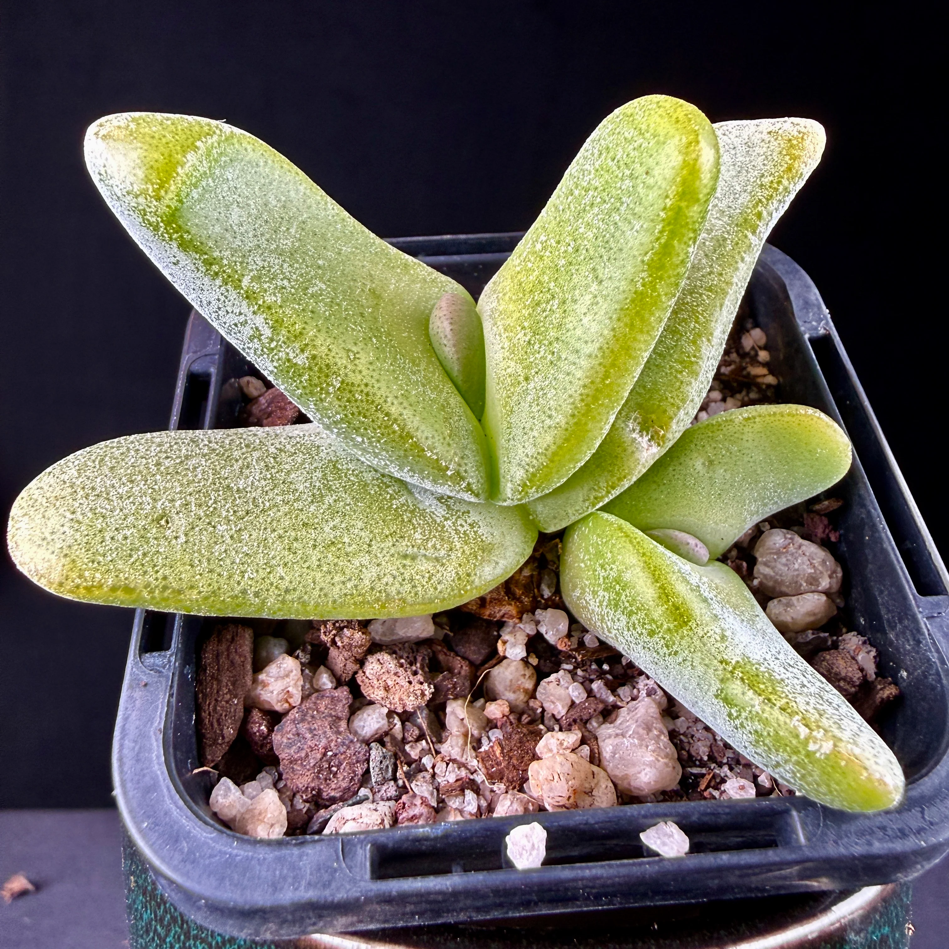 Glottiphyllum oligocarpum - Image 2