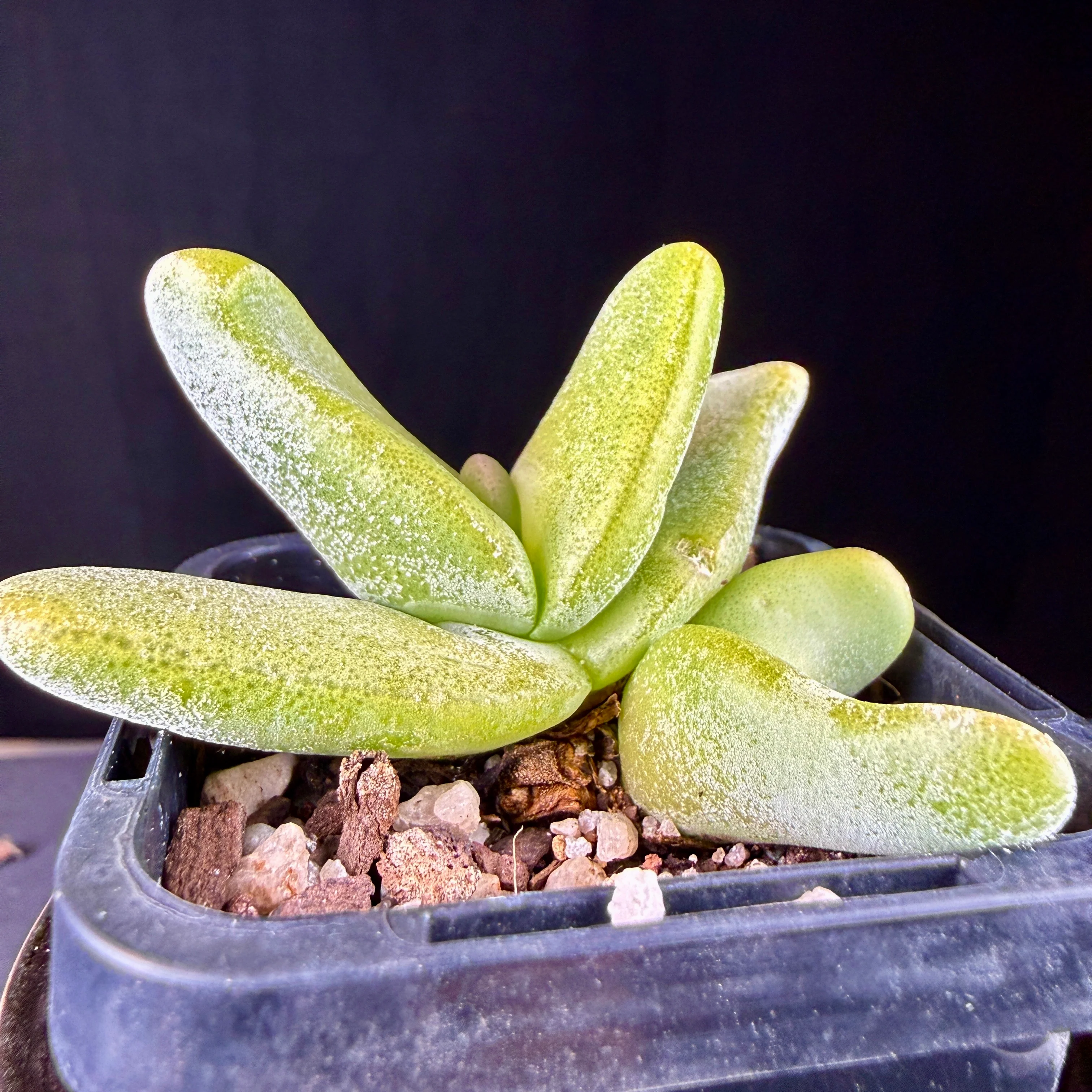 Glottiphyllum oligocarpum - Image 3