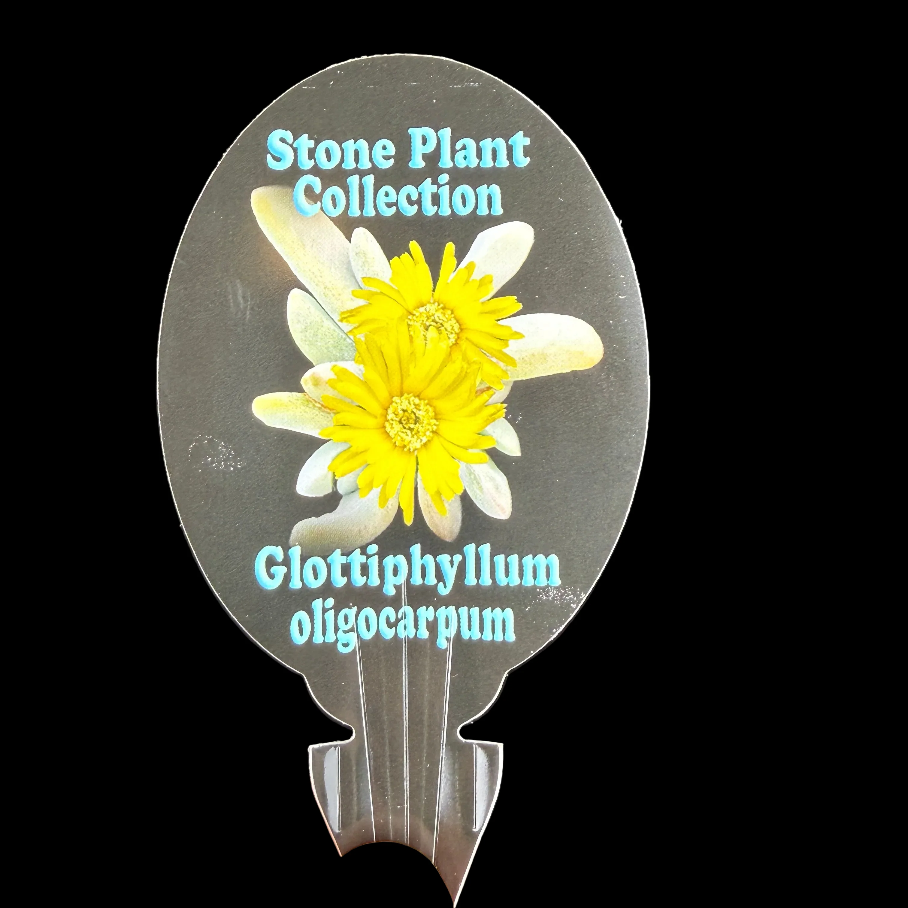 Glottiphyllum oligocarpum - Image 5