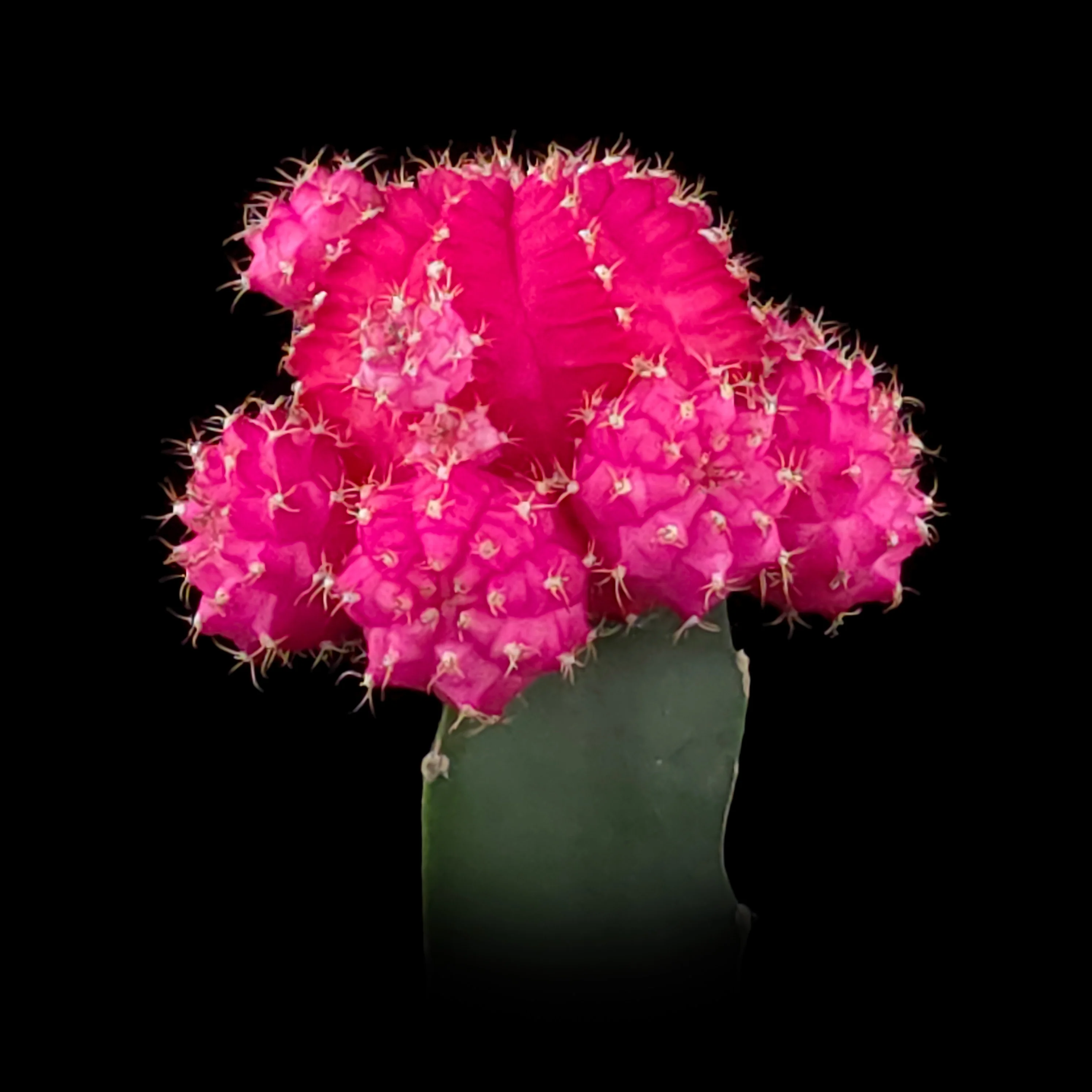 Grafted Cactus Pink