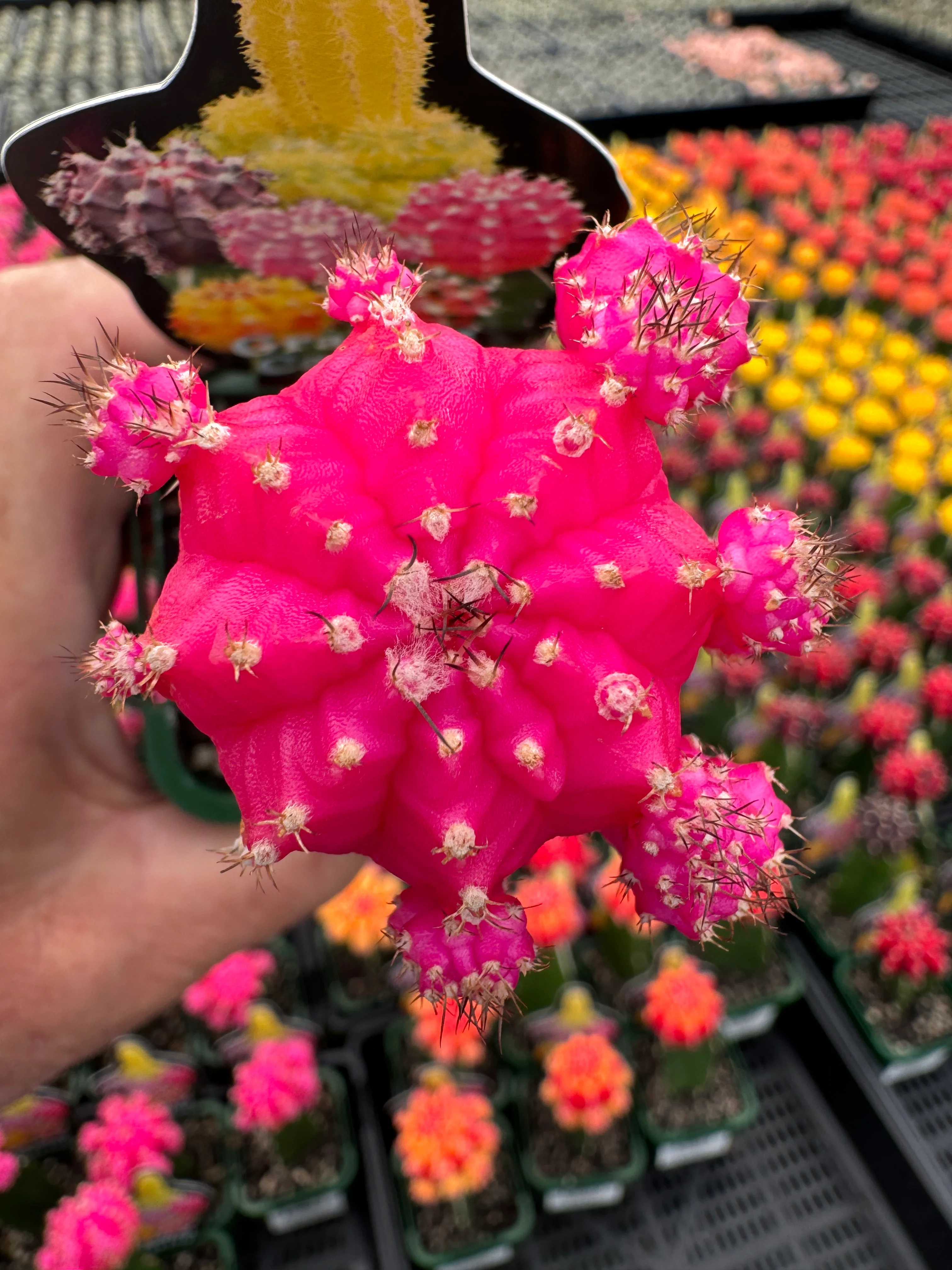 Grafted Cactus Pink - Image 2