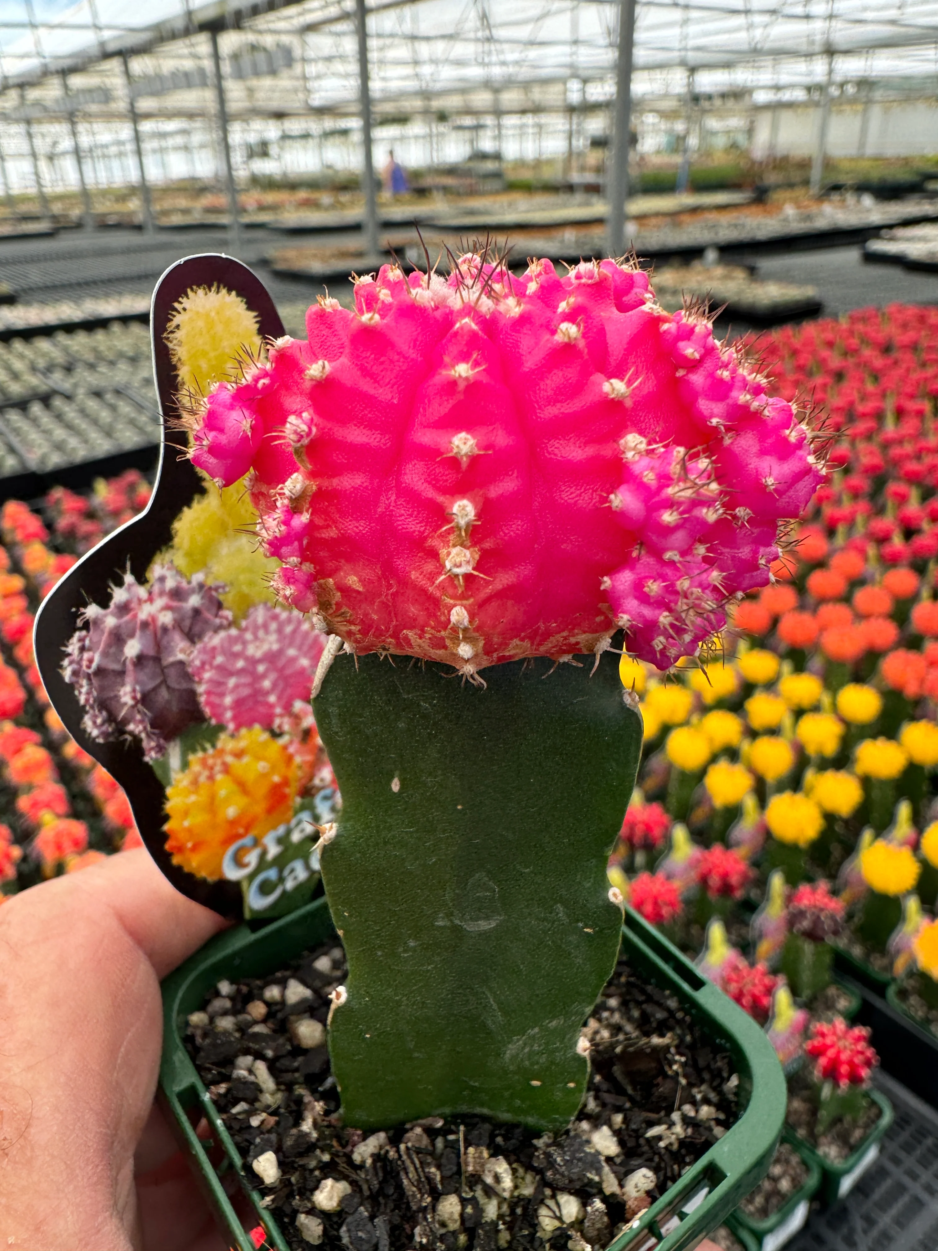 Grafted Cactus Pink - Image 3