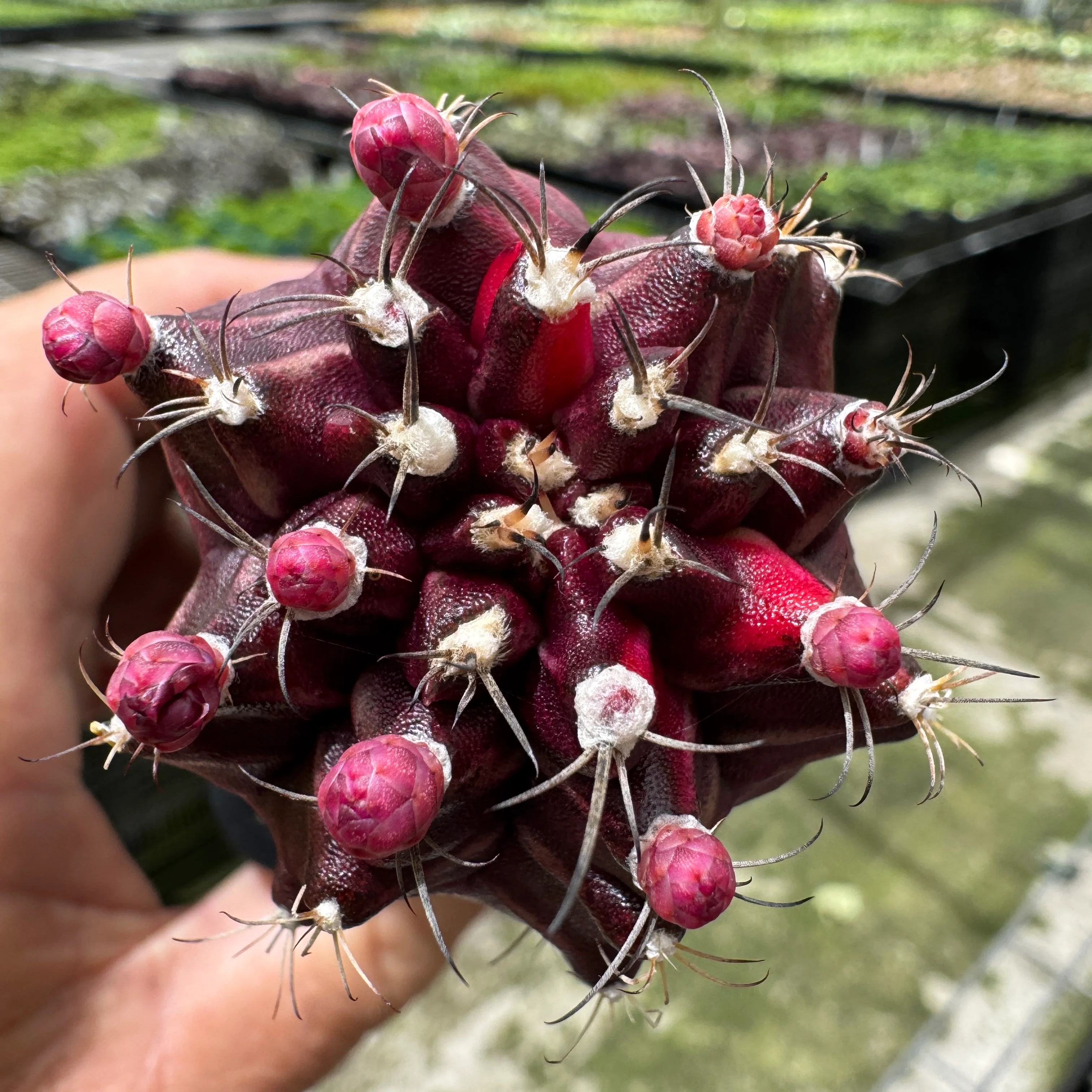 Grafted Cactus Black - Image 2