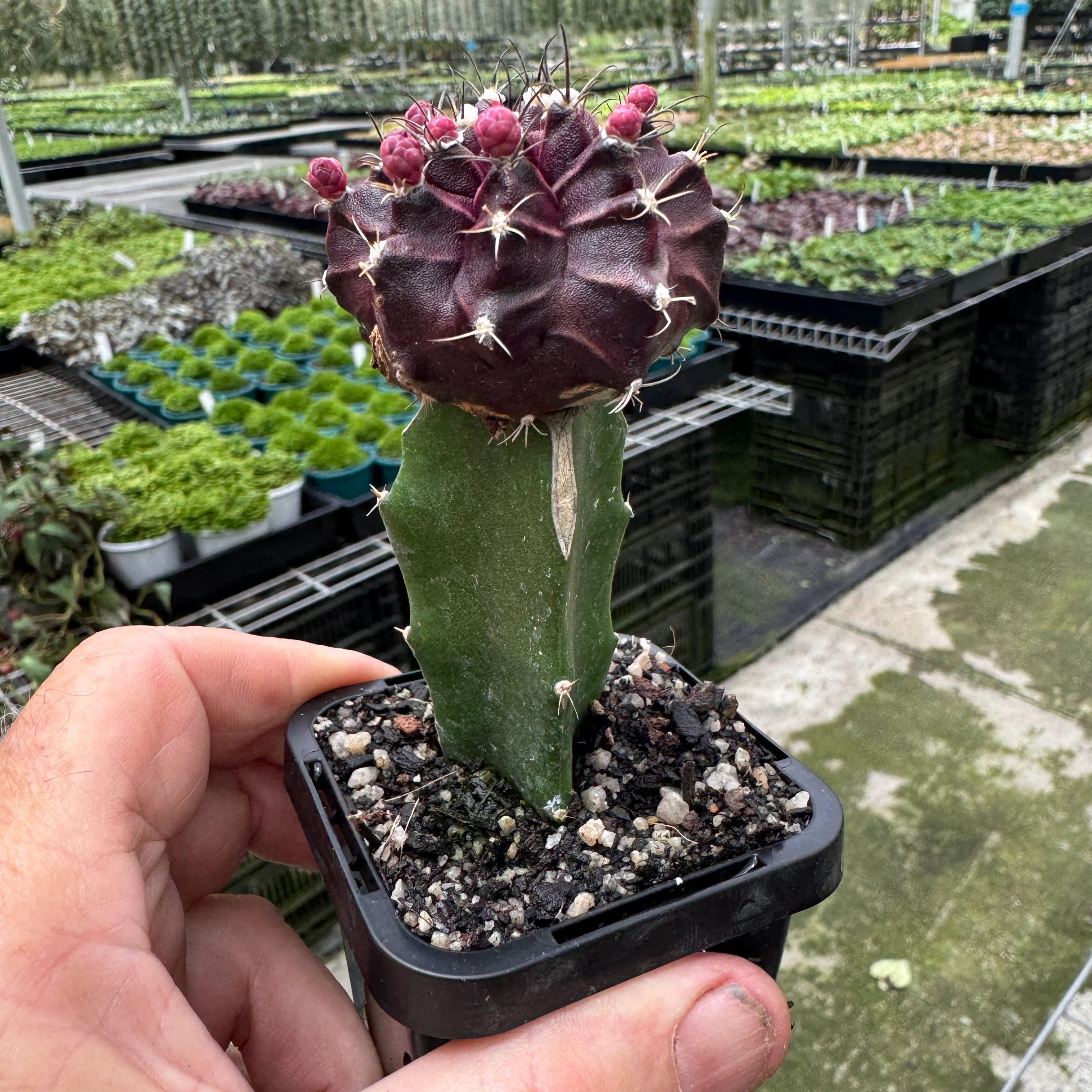 Grafted Cactus Black - Image 3