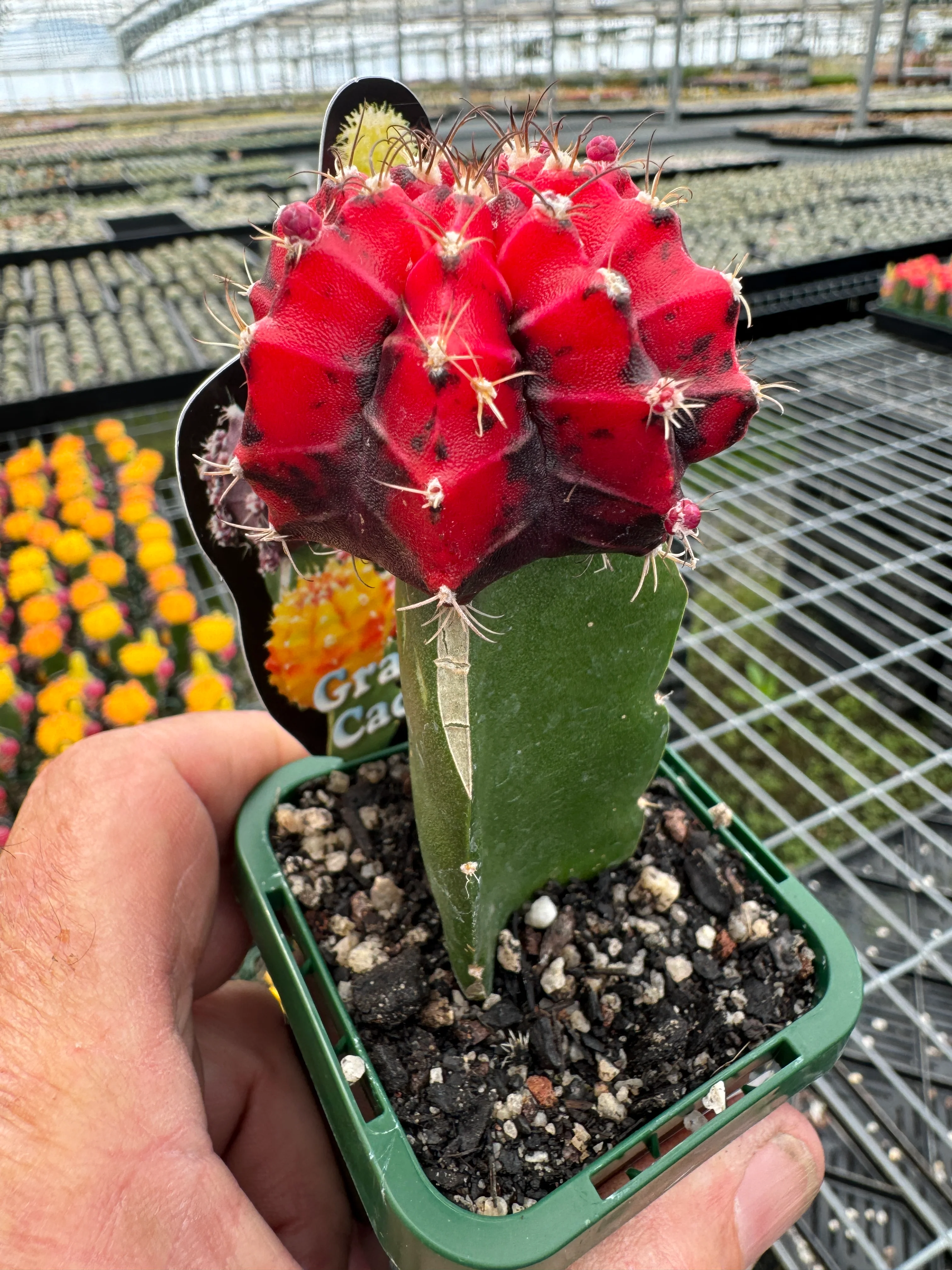 Grafted Cactus Nishiki Red/Black - Image 3