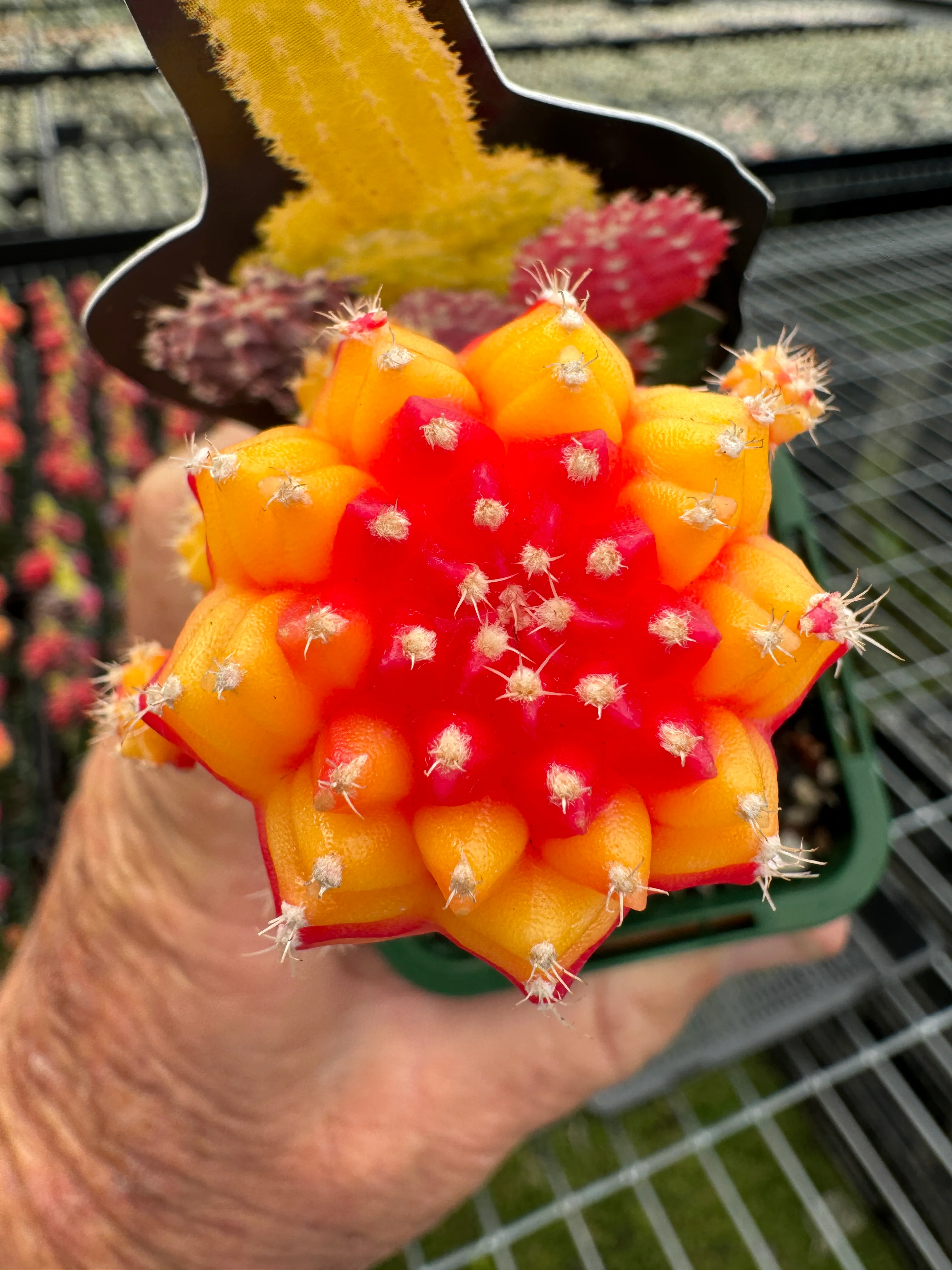 Grafted Cactus Red/Gold - Image 2