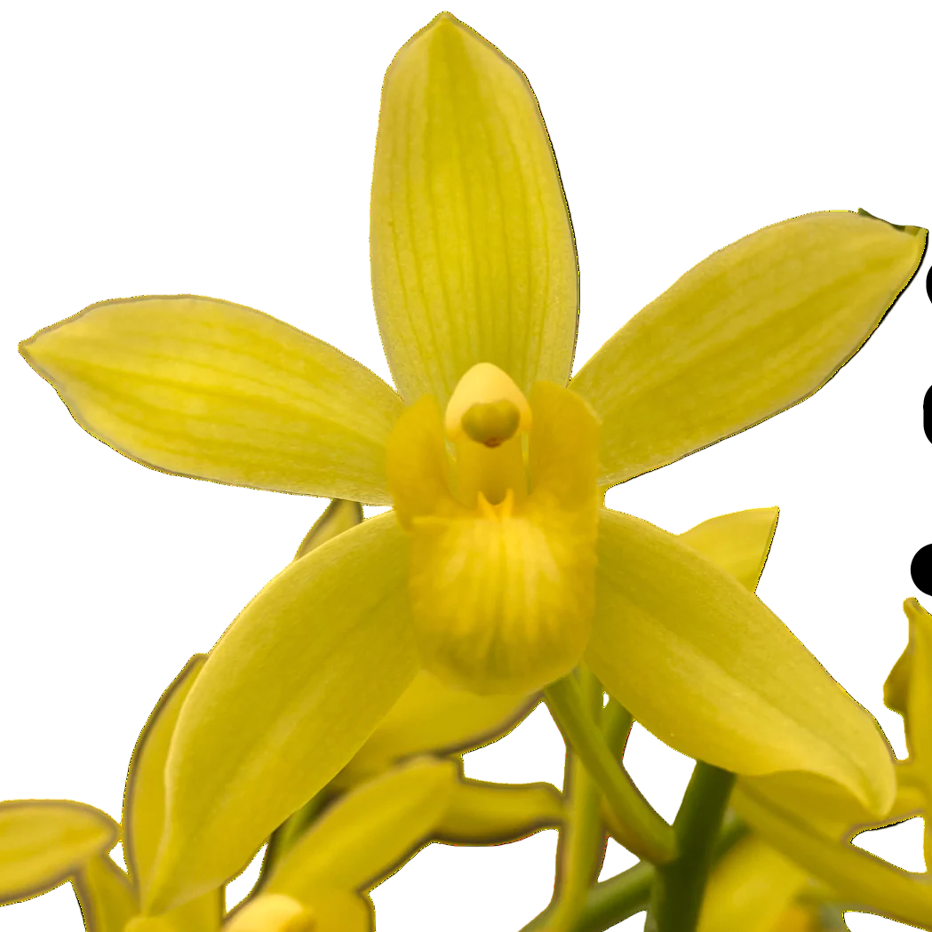 Grammatocymbidium Lovely Melody 'Sweet'